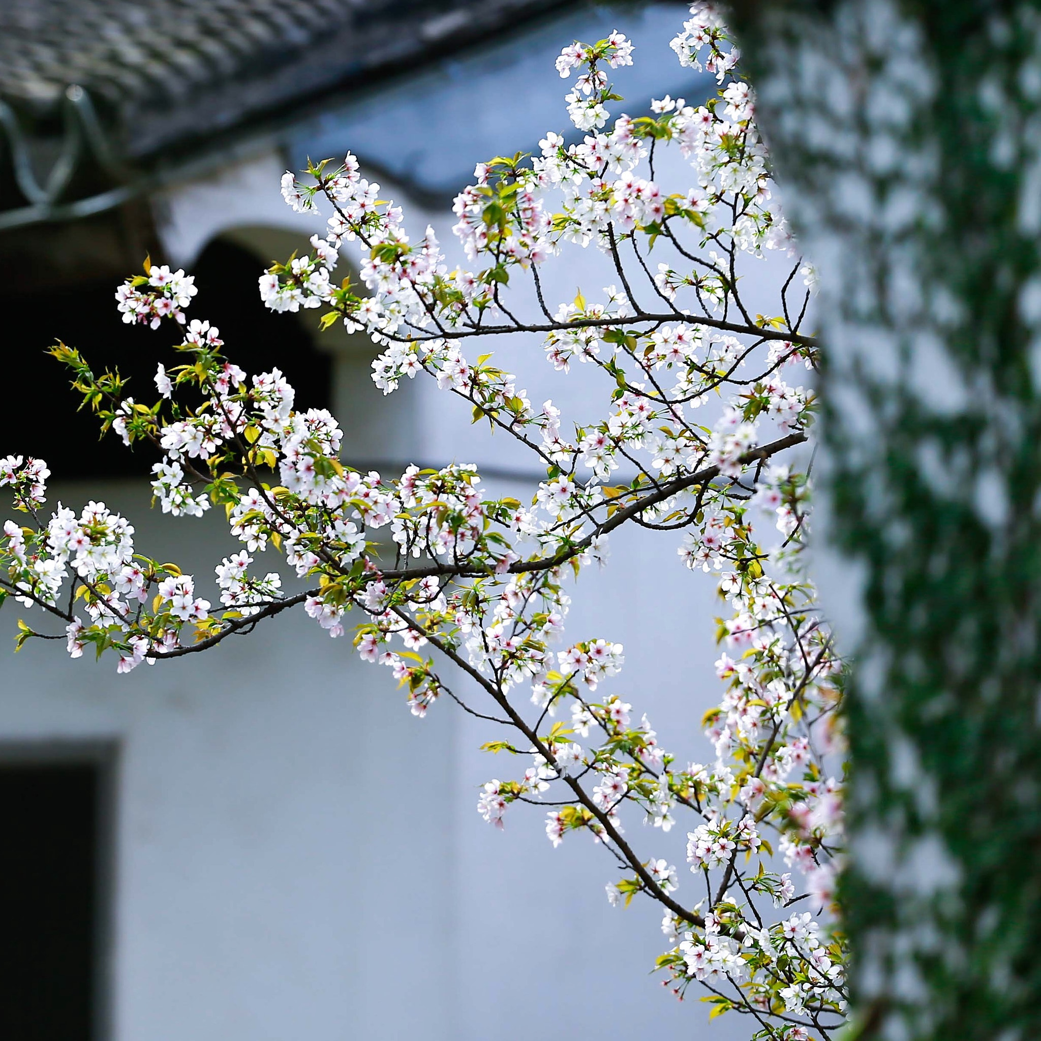 Canon EF 200mm F2L IS USM sample photo