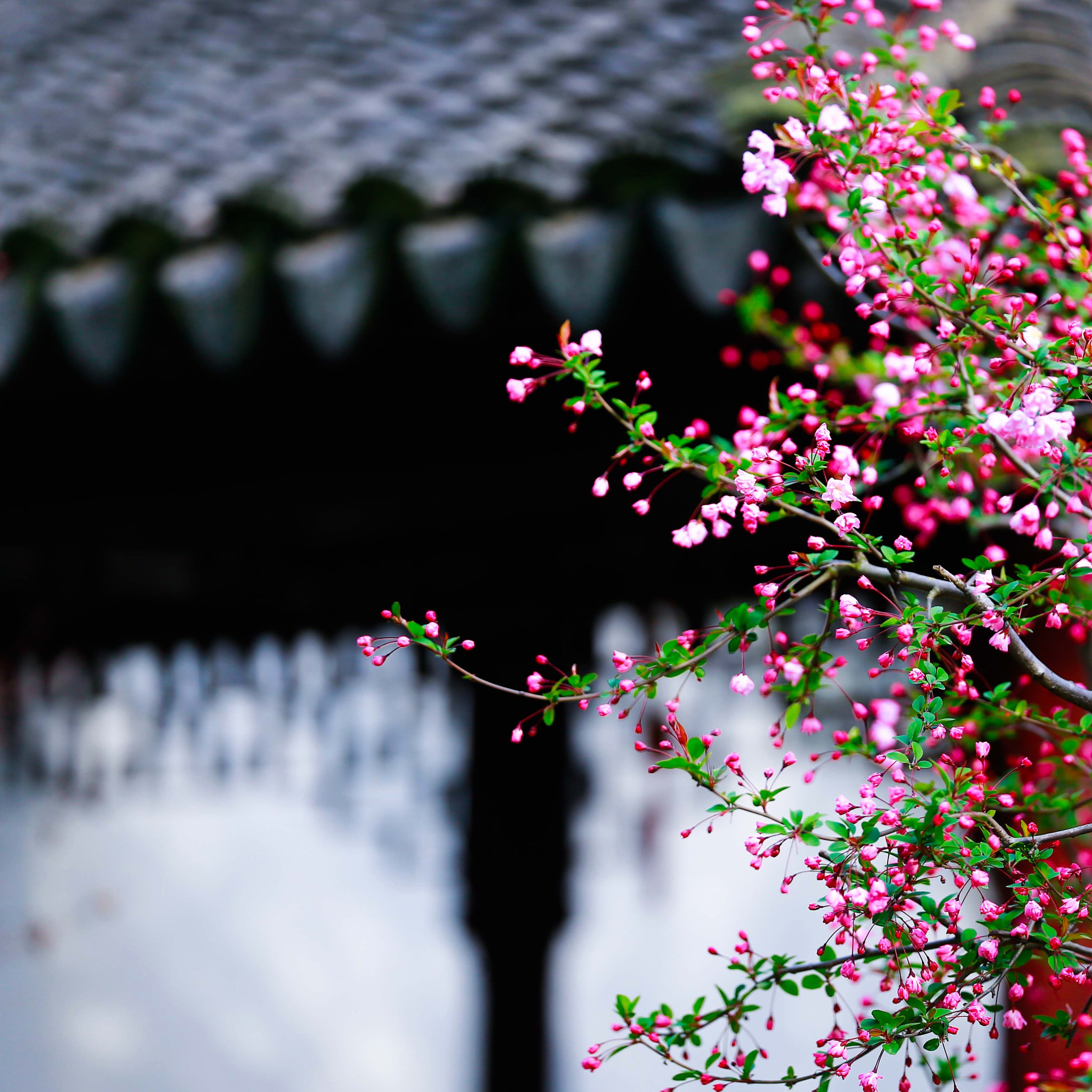 Canon EF 200mm F2L IS USM sample photo