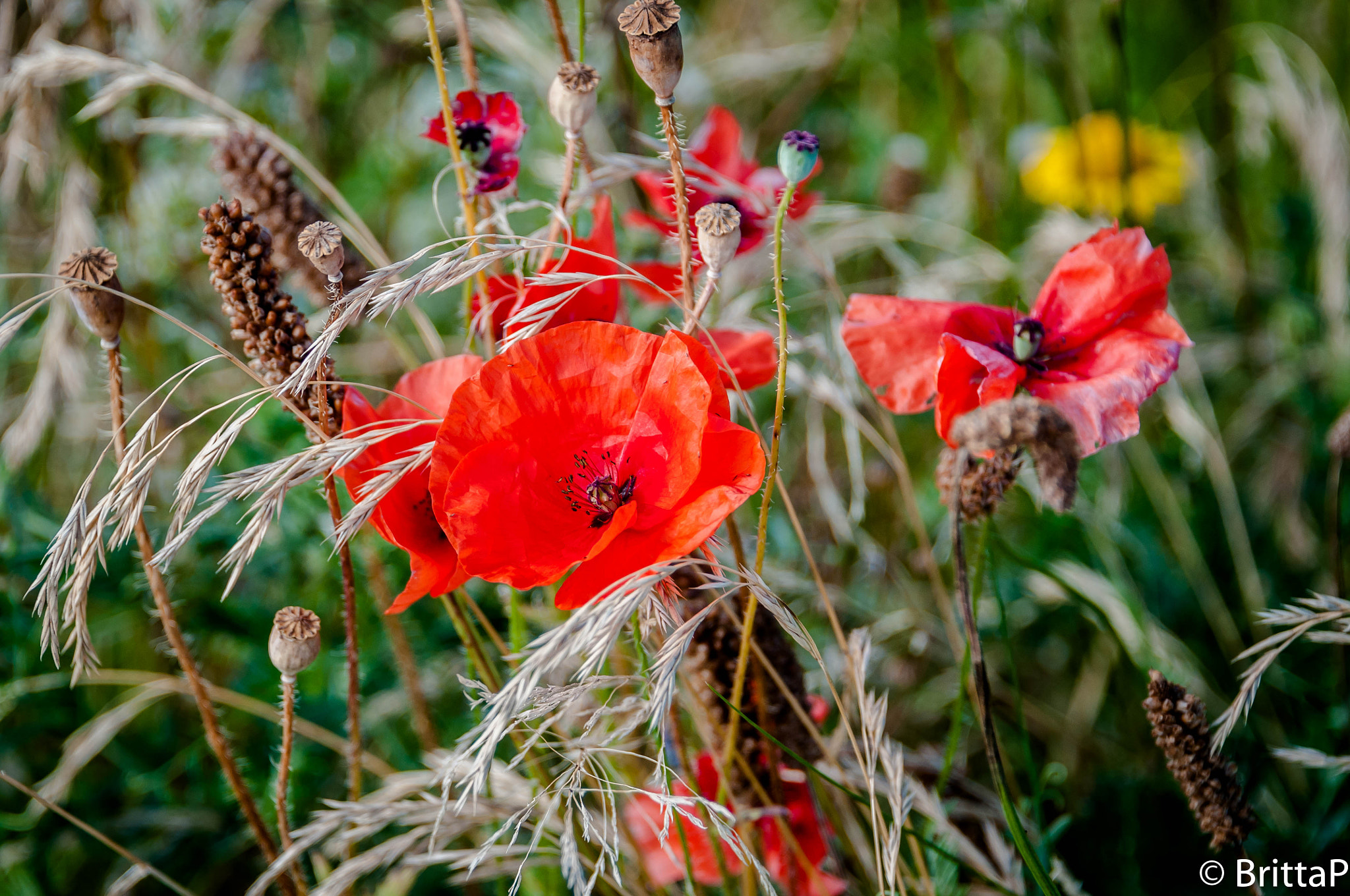 Nikon D300S sample photo. Poppy photography
