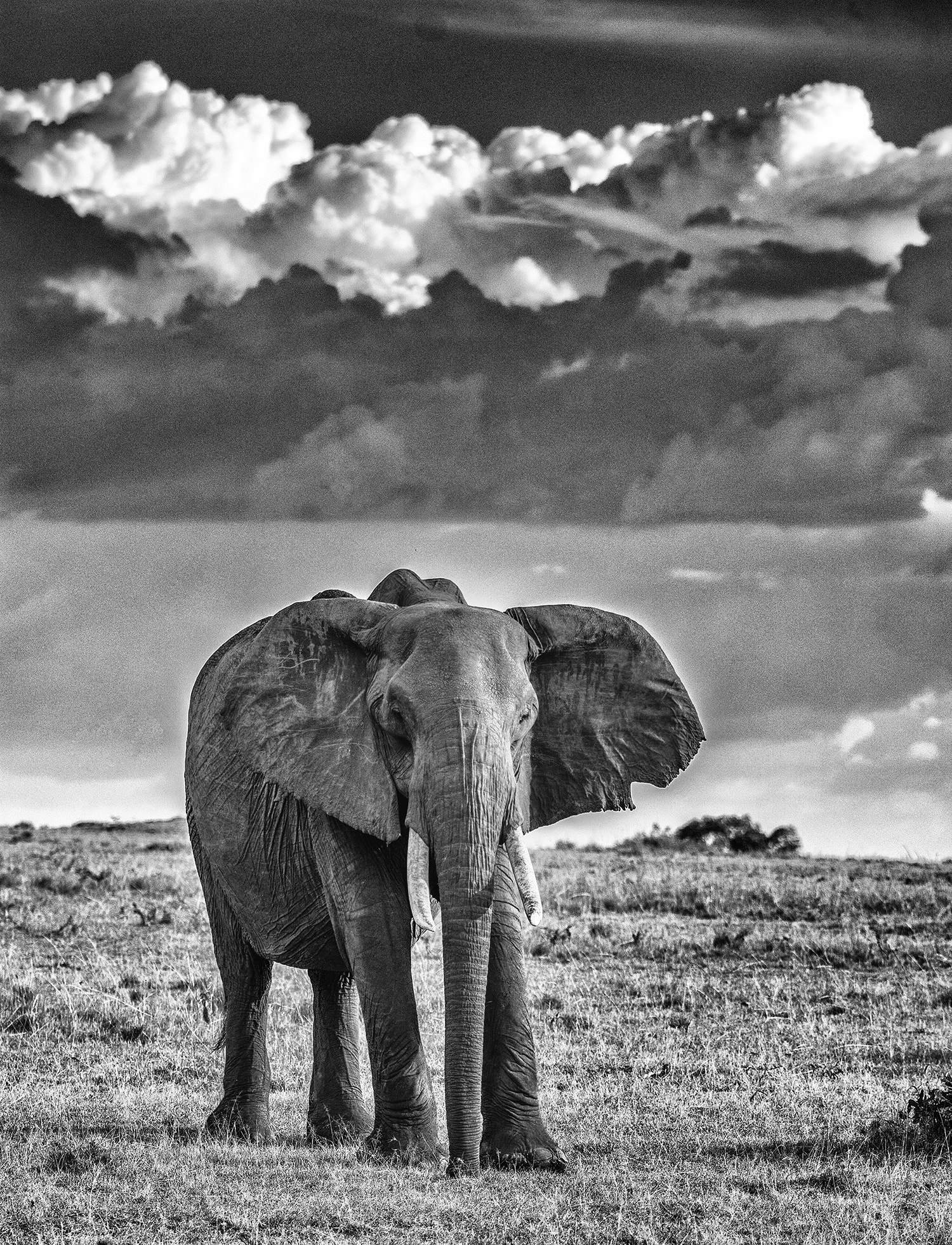 Nikon D7100 + Nikon AF-S Nikkor 80-400mm F4.5-5.6G ED VR sample photo. A giant of the masai plains photography