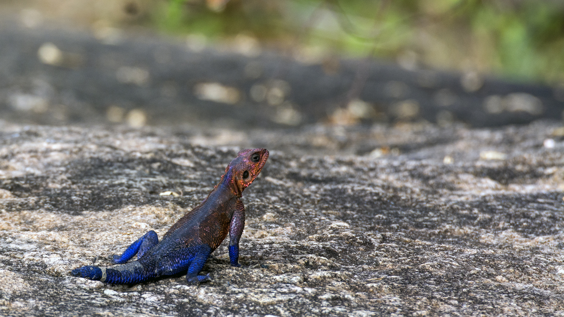 Nikon D7100 + Nikon AF-S Nikkor 80-400mm F4.5-5.6G ED VR sample photo. Spiderman lizard photography