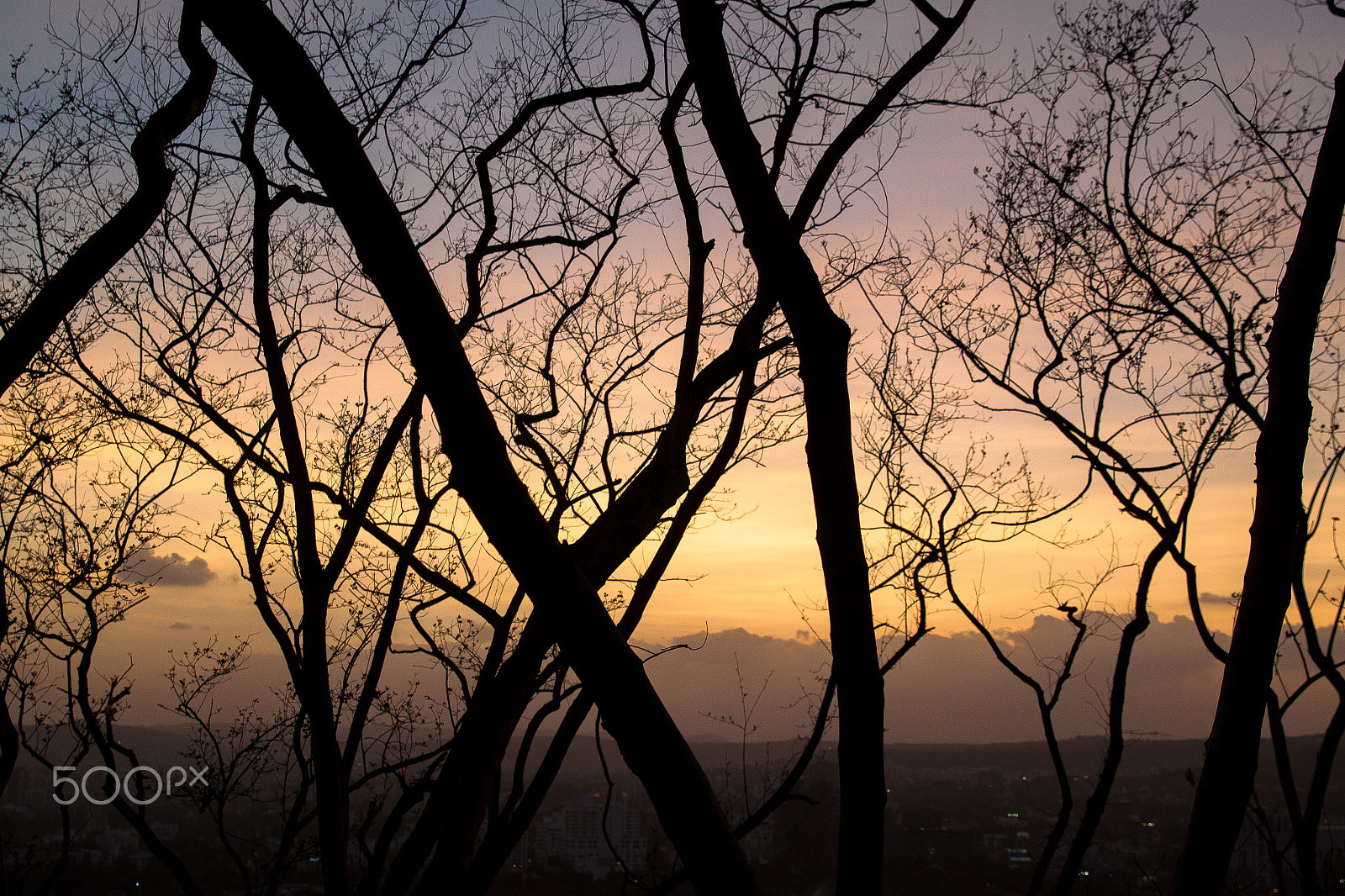 Canon EF 24-70mm F2.8L II USM sample photo. Woods photography
