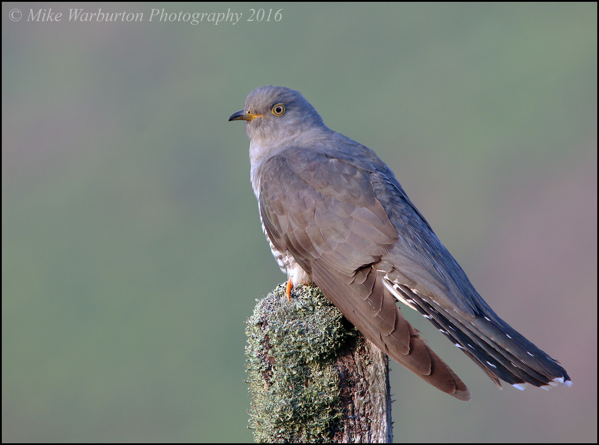 Sigma 50-500mm f/4-6.3 APO HSM EX sample photo. Cuckoo photography