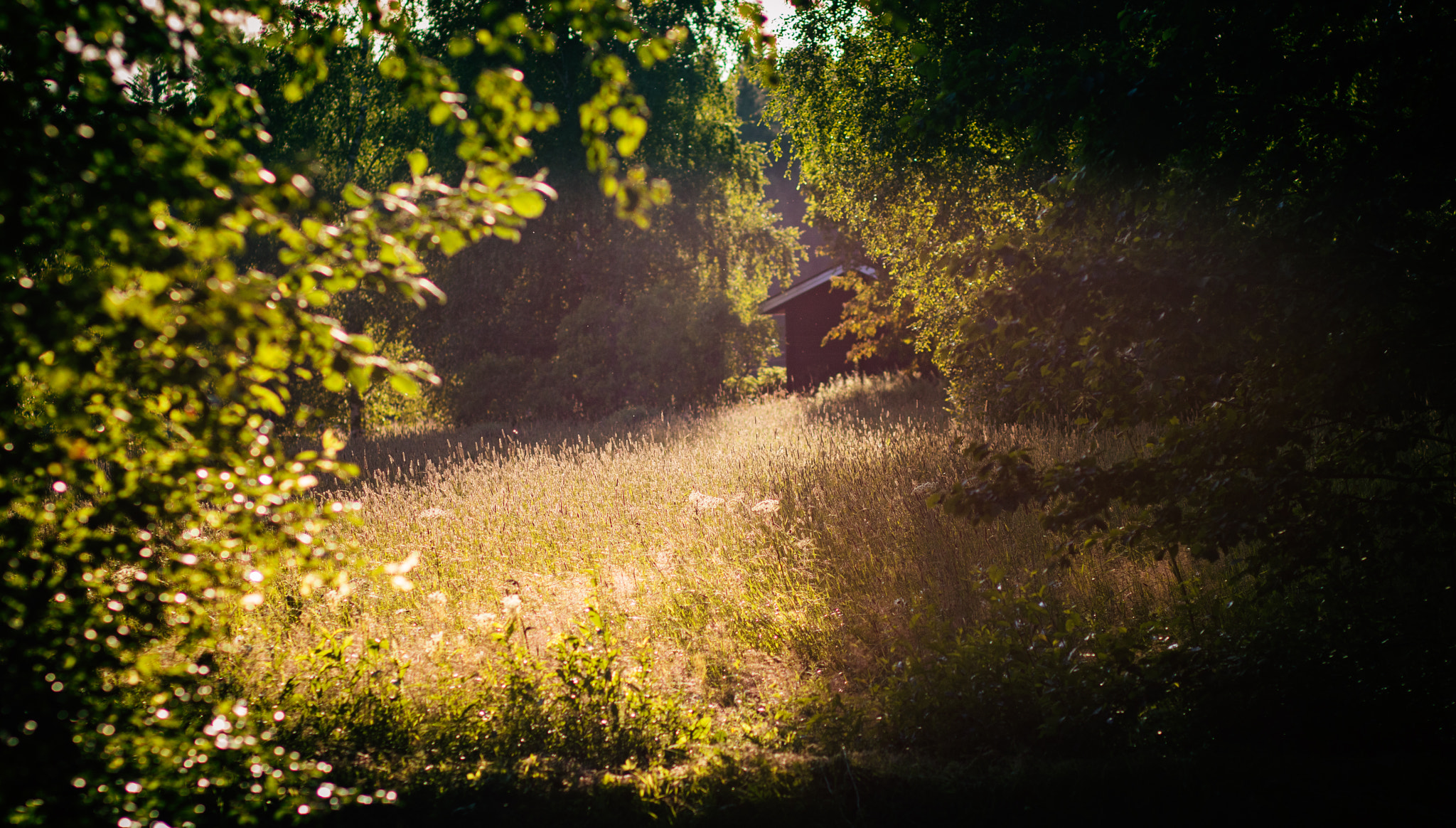 Canon EOS 750D (EOS Rebel T6i / EOS Kiss X8i) + Canon EF 85mm F1.8 USM sample photo. Field photography