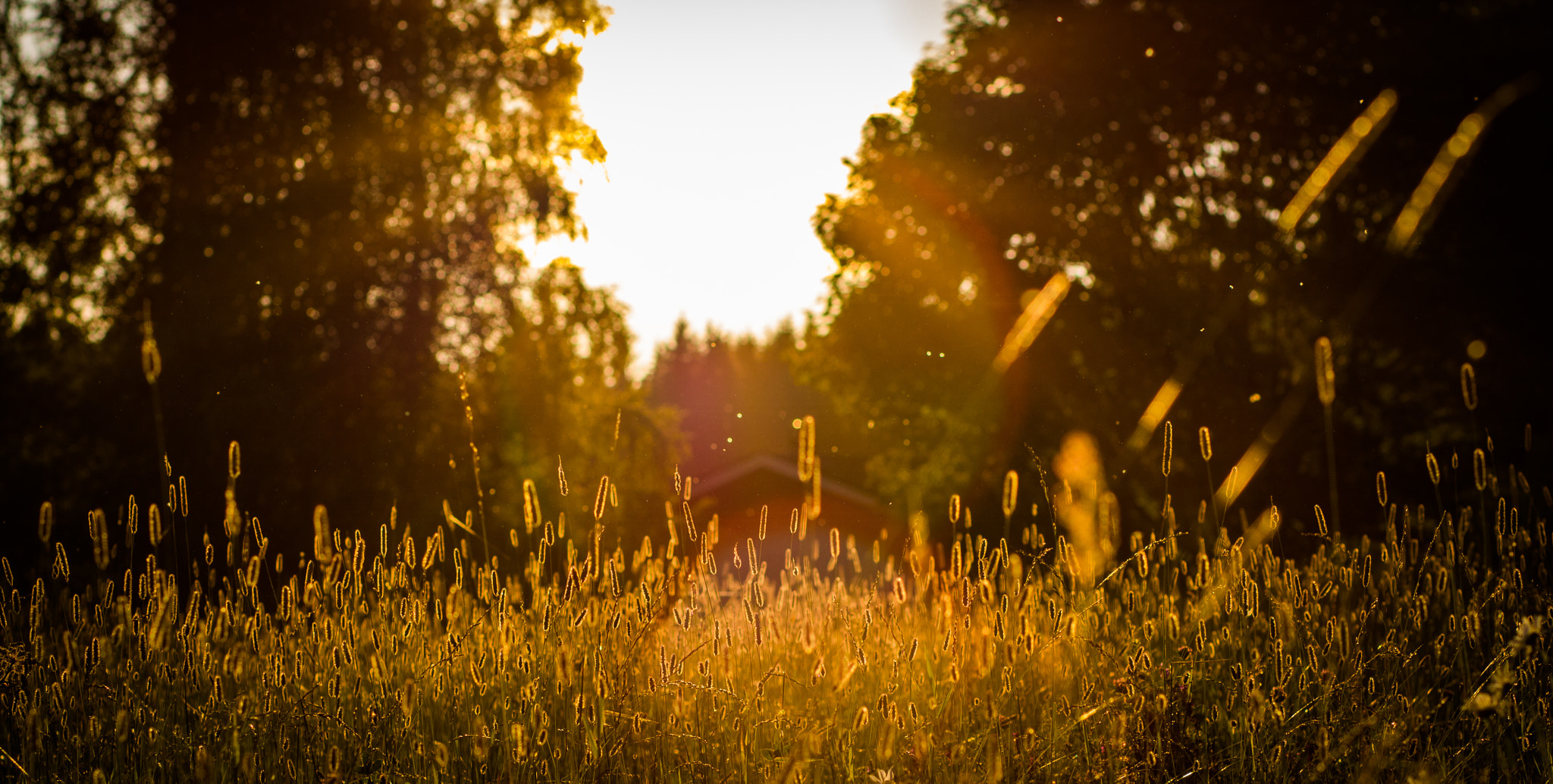 Canon EOS 750D (EOS Rebel T6i / EOS Kiss X8i) + Canon EF 85mm F1.8 USM sample photo. Sunset photography