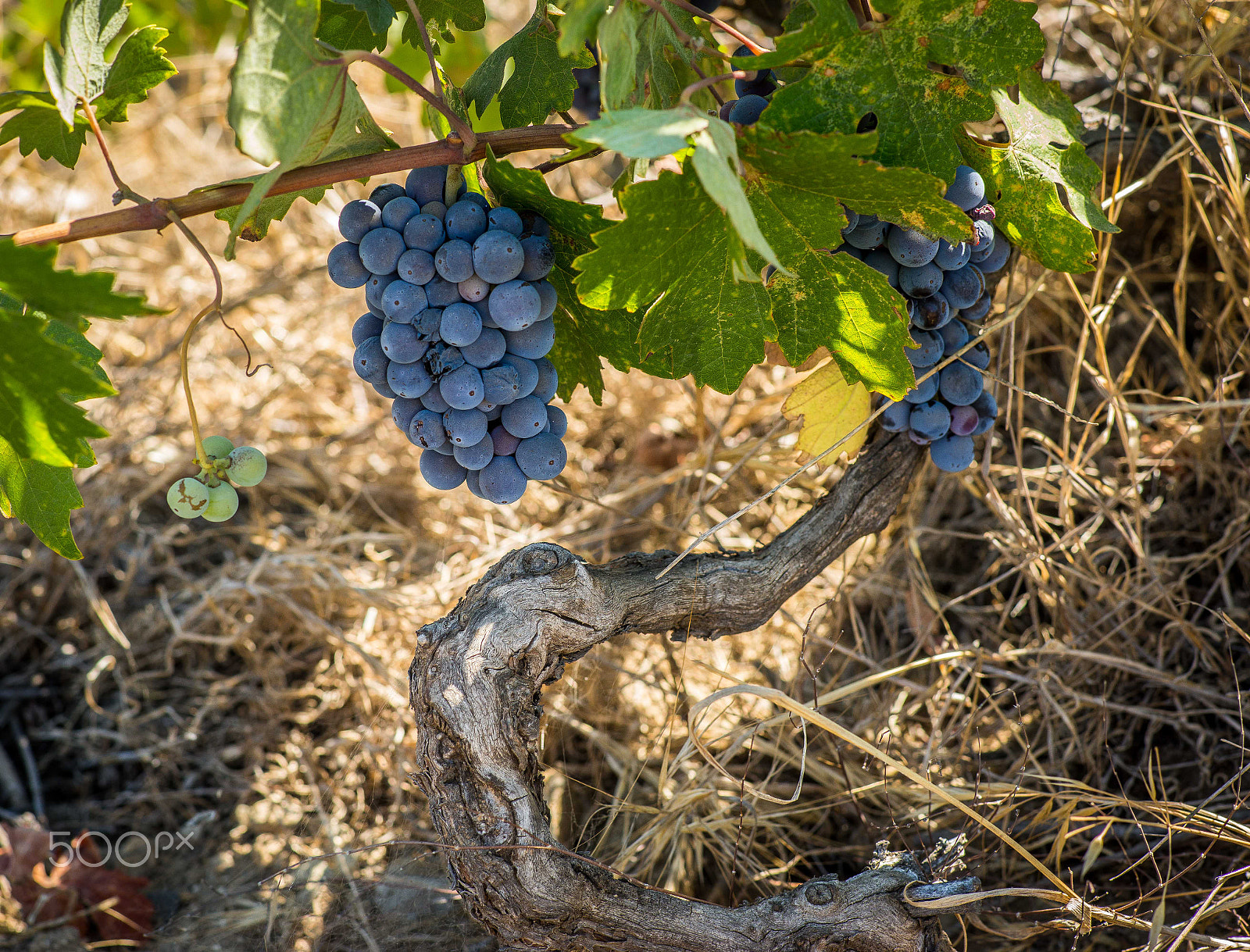 Minolta AF 85mm F1.4 G (D) sample photo. Vintage vines photography