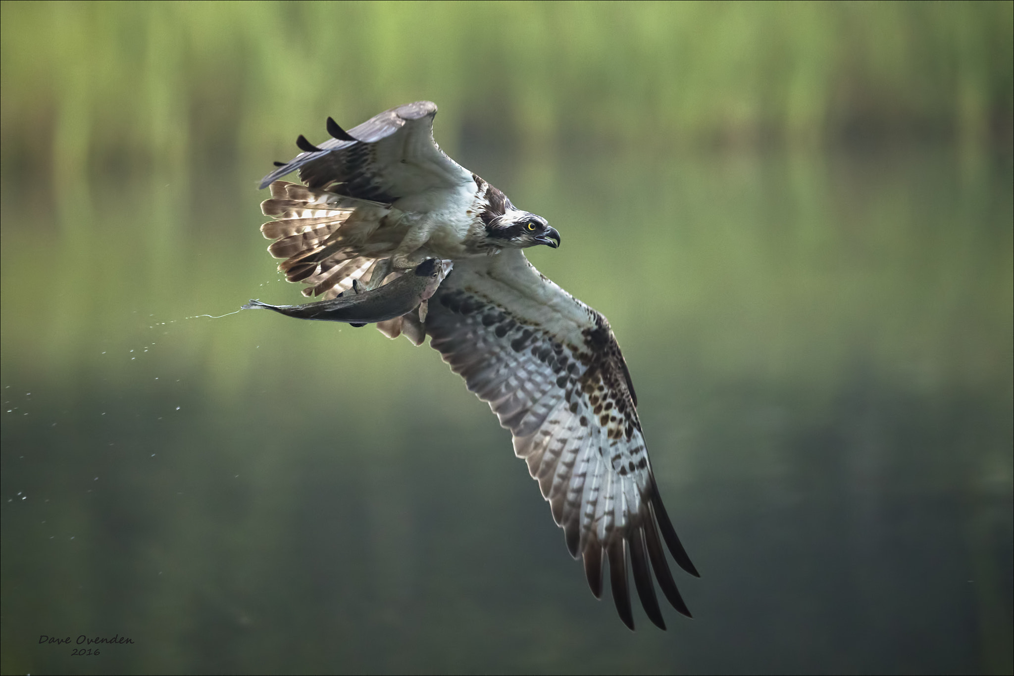 Canon EF 300mm F2.8L IS II USM sample photo. Osprey photography