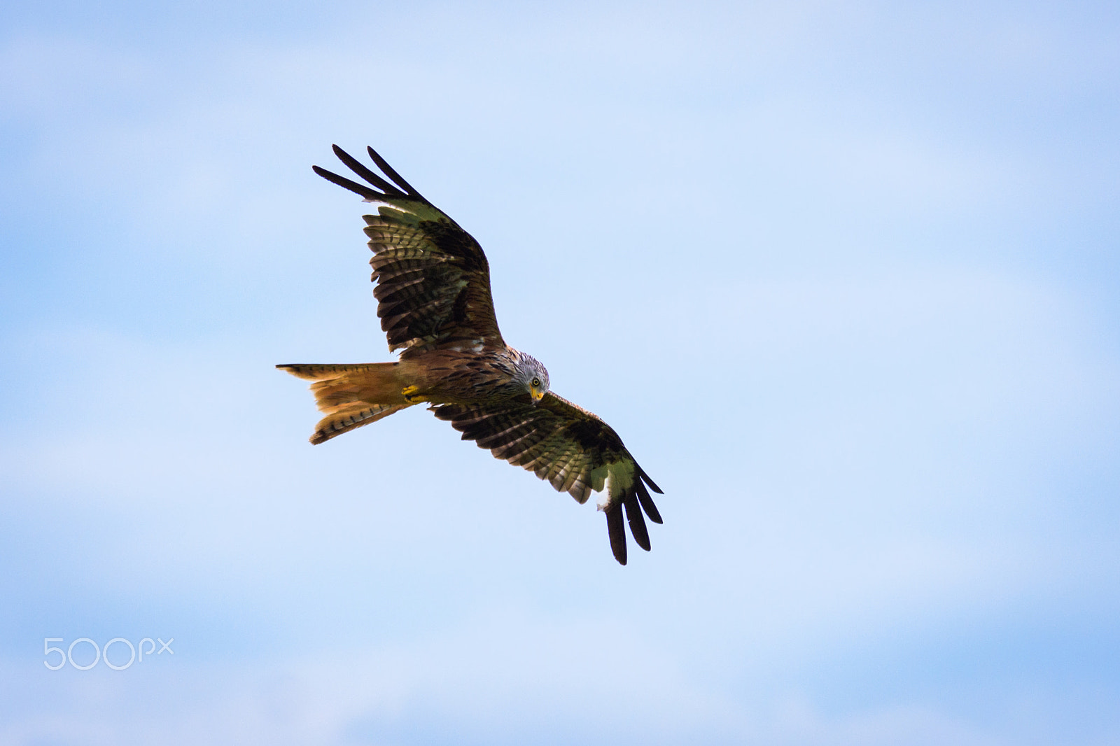 Nikon D7200 + Sigma 70-200mm F2.8 EX DG OS HSM sample photo. Wild red kite in flight photography