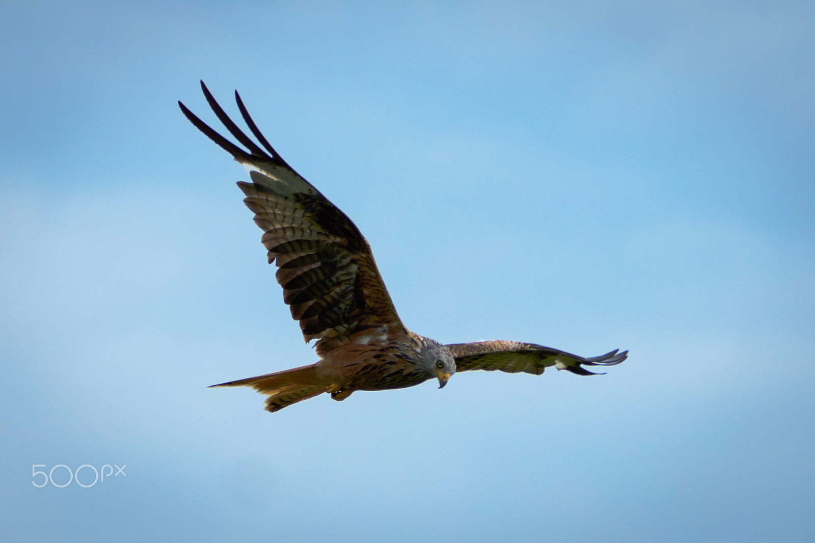 Sigma 70-200mm F2.8 EX DG OS HSM sample photo. Wild red kite in flight photography