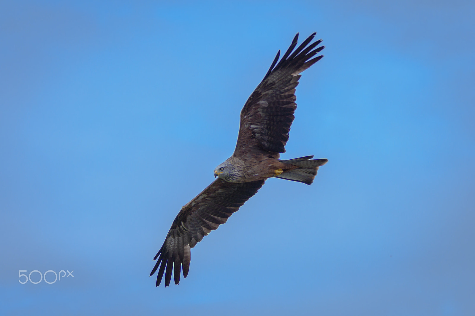 Sigma 70-200mm F2.8 EX DG OS HSM sample photo. Wild red kite in flight photography