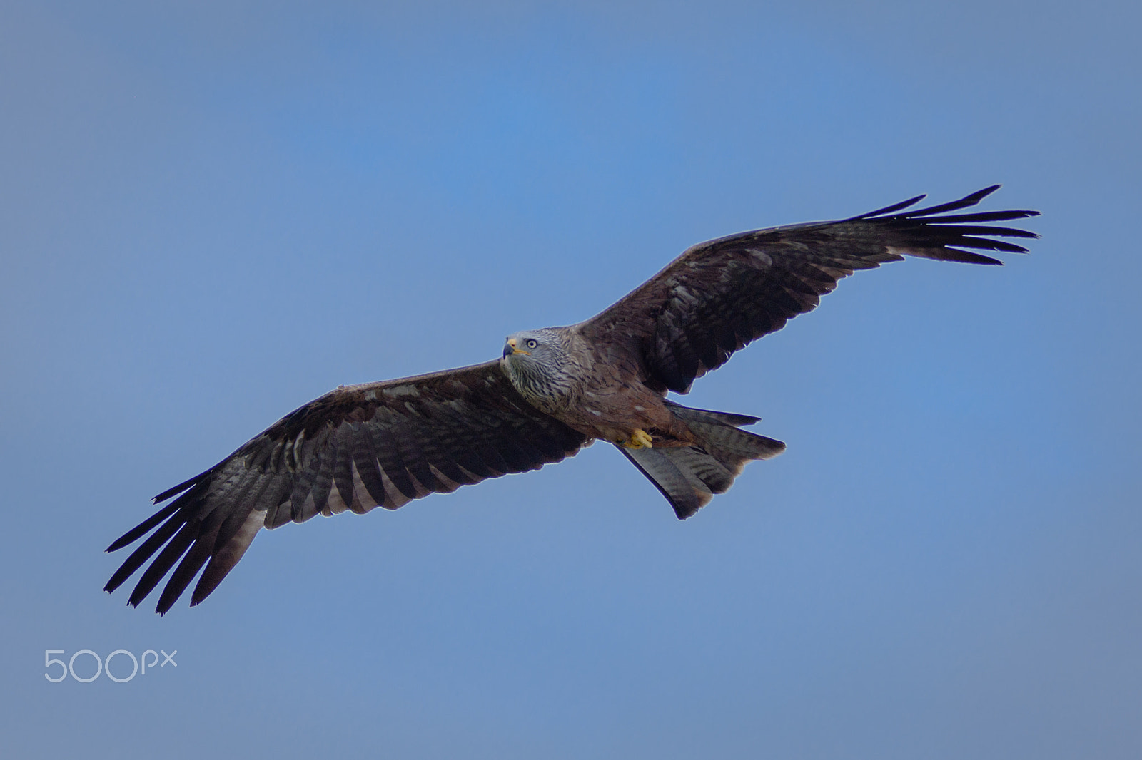 Sigma 70-200mm F2.8 EX DG OS HSM sample photo. Wild red kite in flight photography