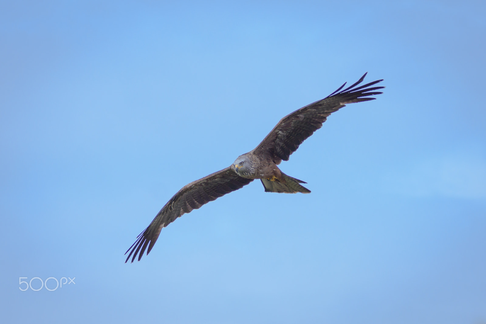 Sigma 70-200mm F2.8 EX DG OS HSM sample photo. Wild red kite in flight photography