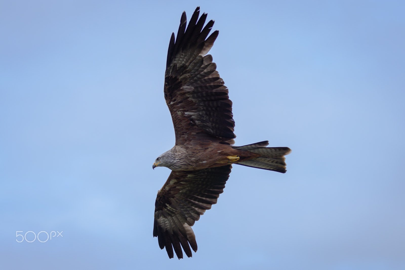 Sigma 70-200mm F2.8 EX DG OS HSM sample photo. Wild red kite in flight photography