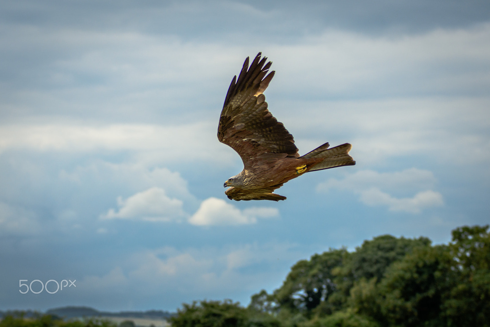 Sigma 70-200mm F2.8 EX DG OS HSM sample photo. Wild red kite in flight photography
