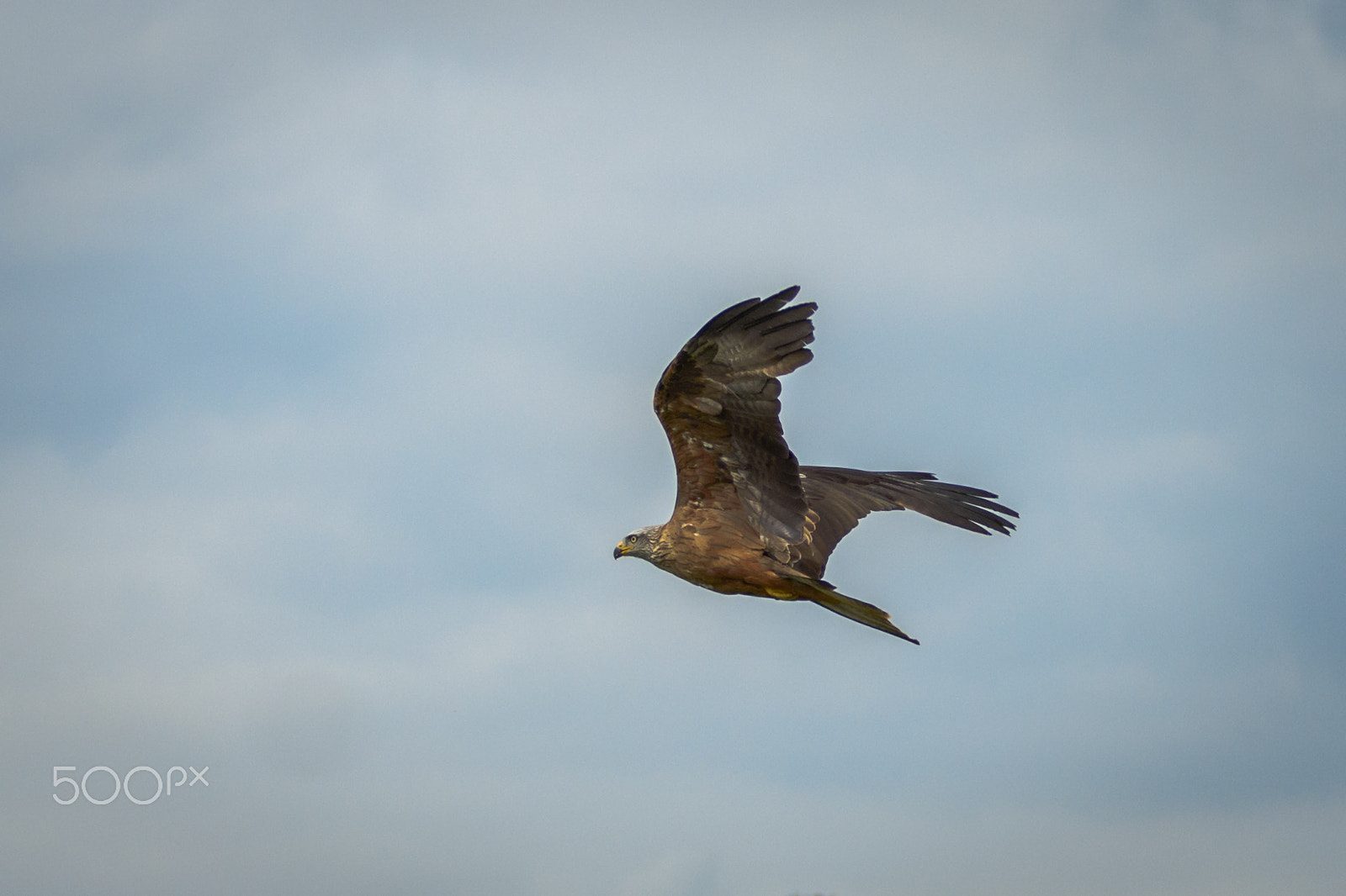 Sigma 70-200mm F2.8 EX DG OS HSM sample photo. Wild red kite in flight photography