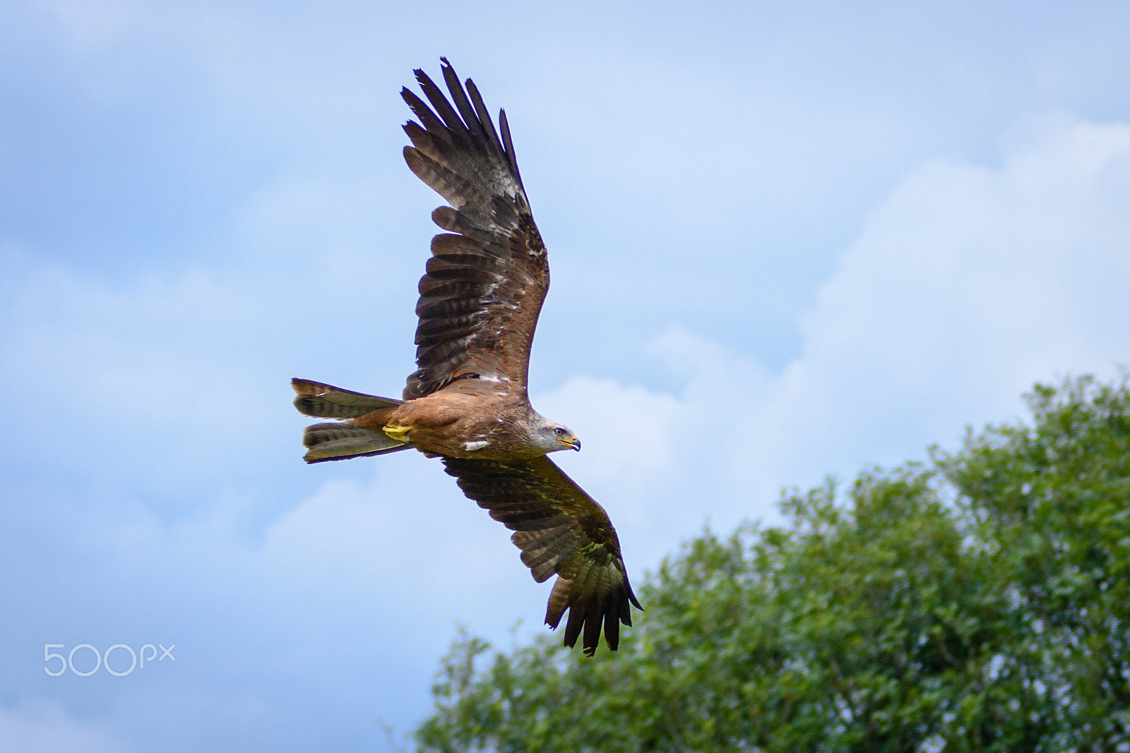 Sigma 70-200mm F2.8 EX DG OS HSM sample photo. Wild red kite in flight photography
