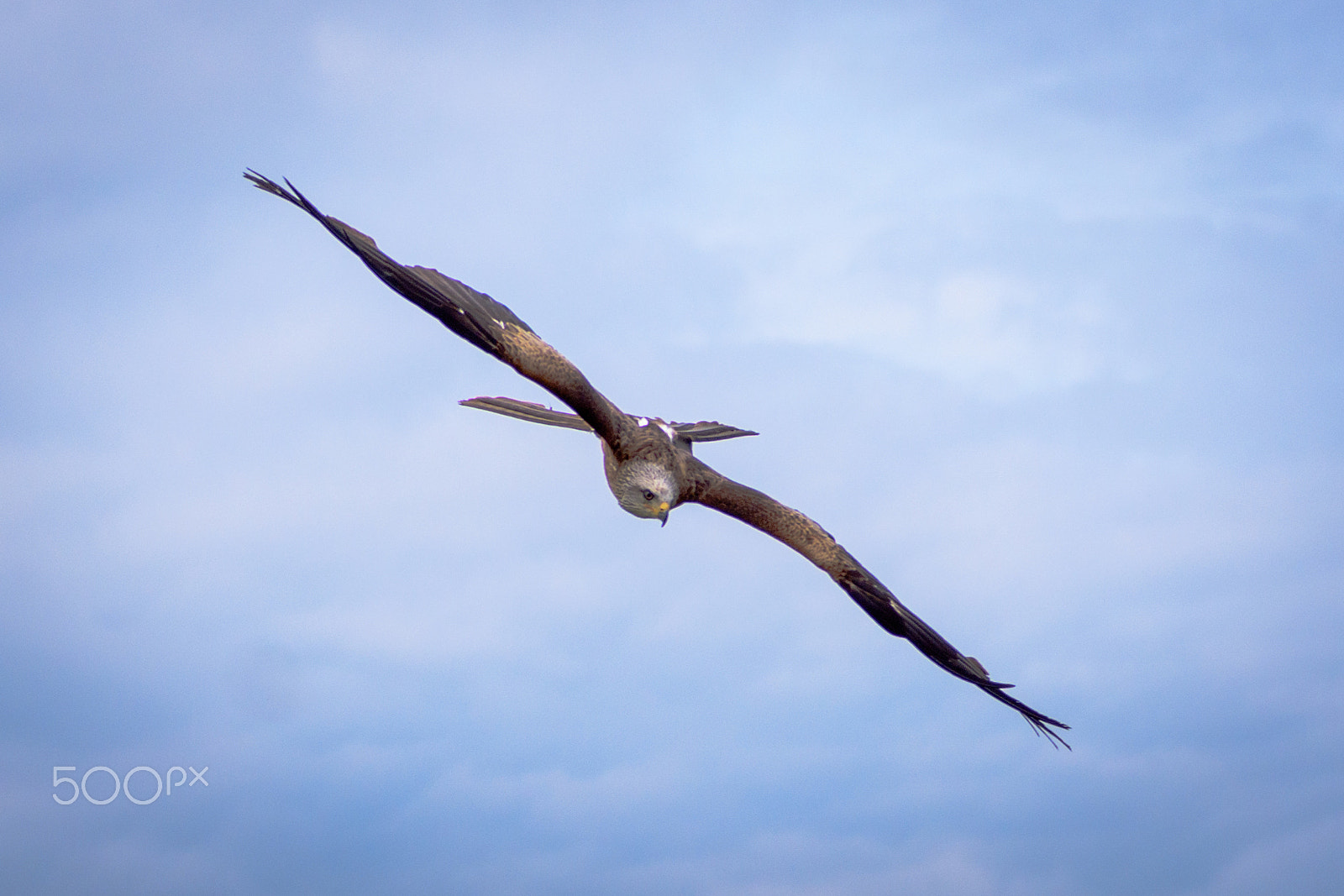 Sigma 70-200mm F2.8 EX DG OS HSM sample photo. Wild red kite in flight photography