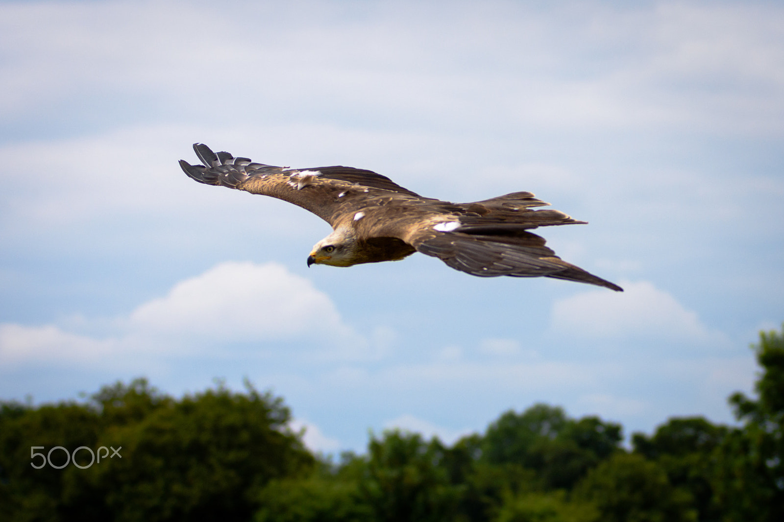 Sigma 70-200mm F2.8 EX DG OS HSM sample photo. Wild red kite in flight photography