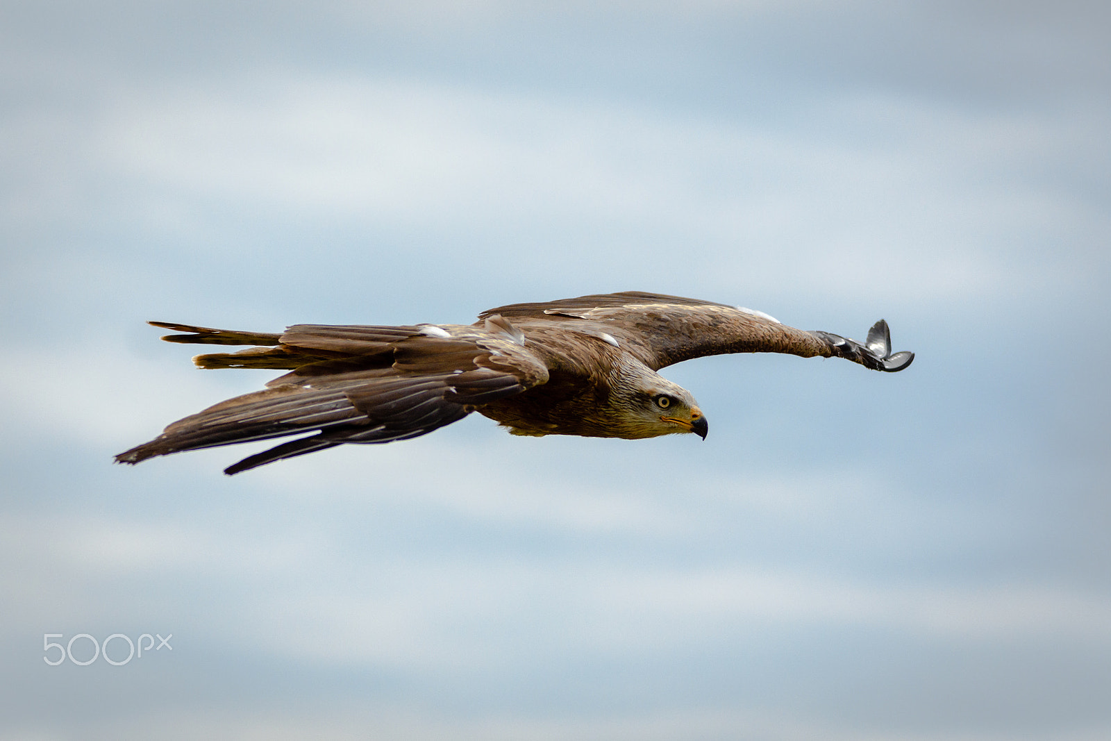 Sigma 70-200mm F2.8 EX DG OS HSM sample photo. Wild red kite in flight photography