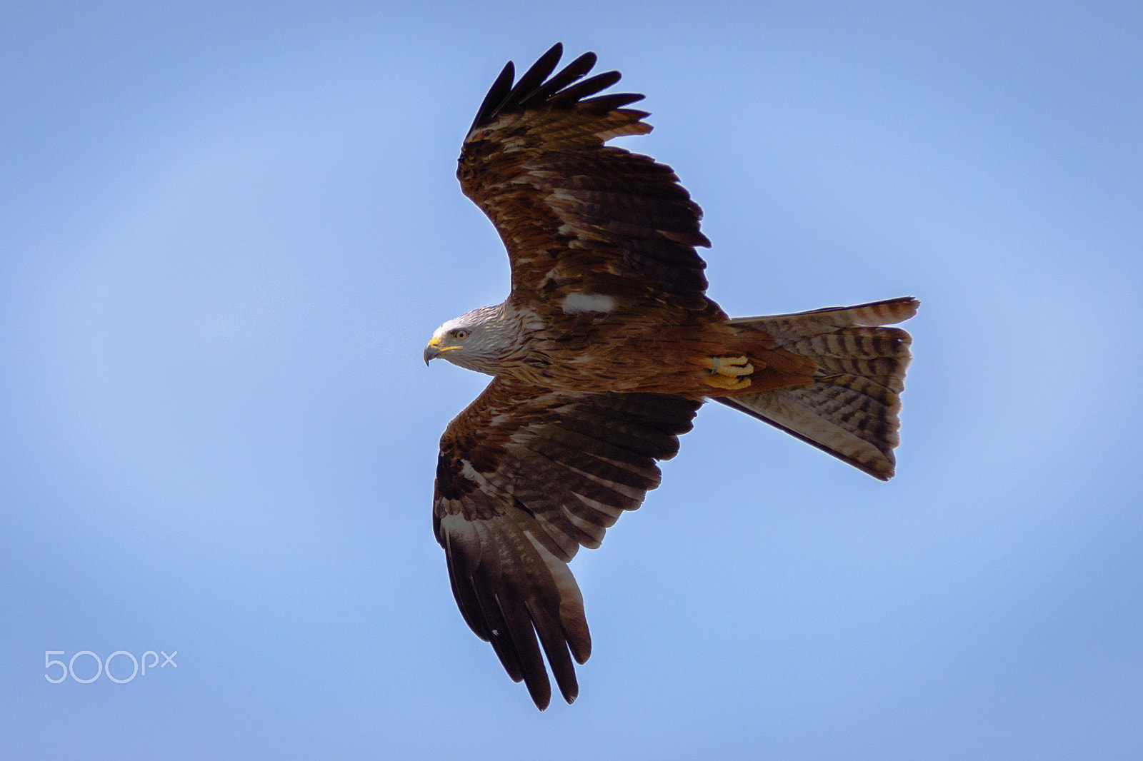 Sigma 70-200mm F2.8 EX DG OS HSM sample photo. Wild red kite in flight photography