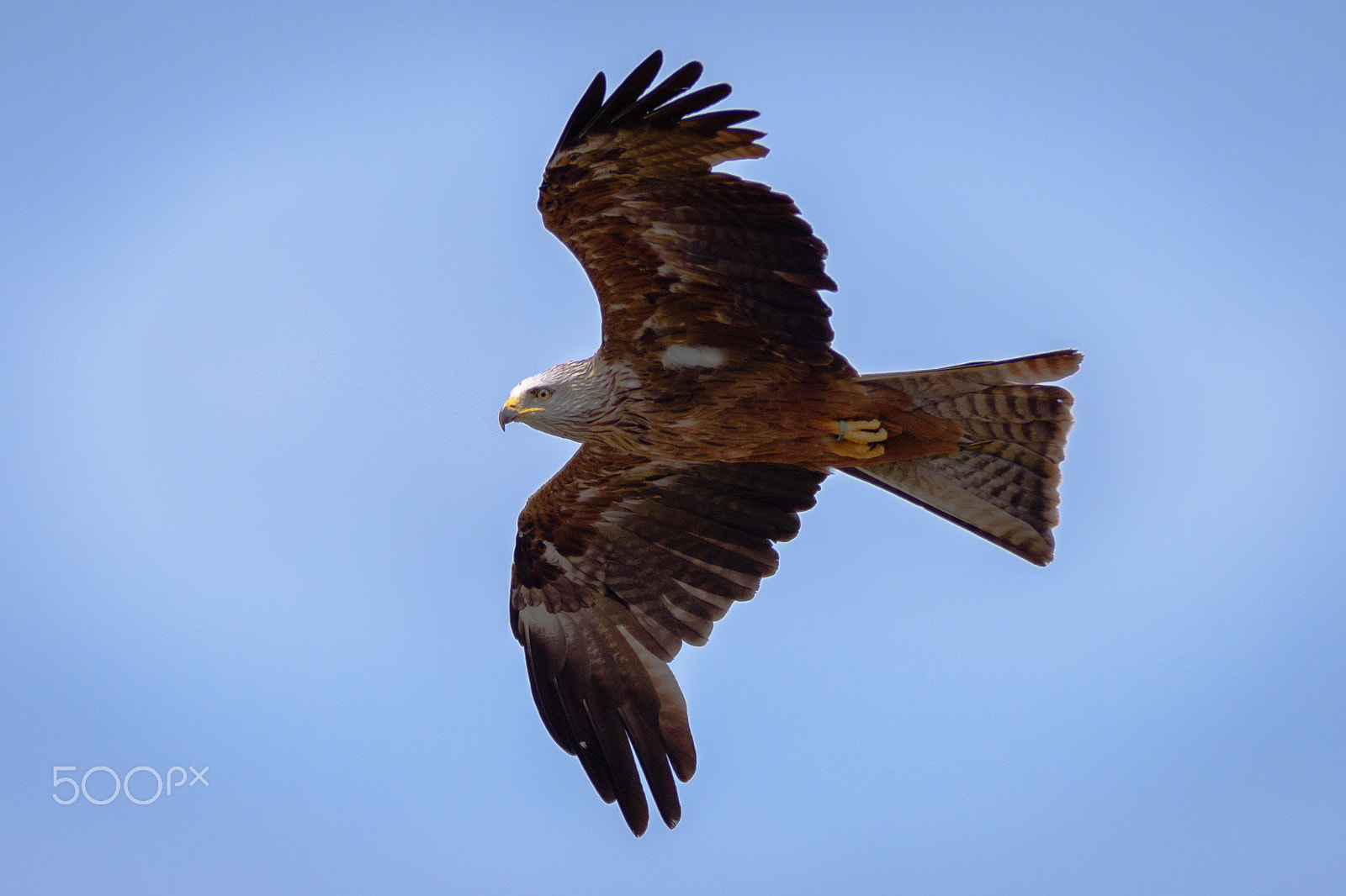 Nikon D7200 + Sigma 70-200mm F2.8 EX DG OS HSM sample photo. Wild red kite in flight photography