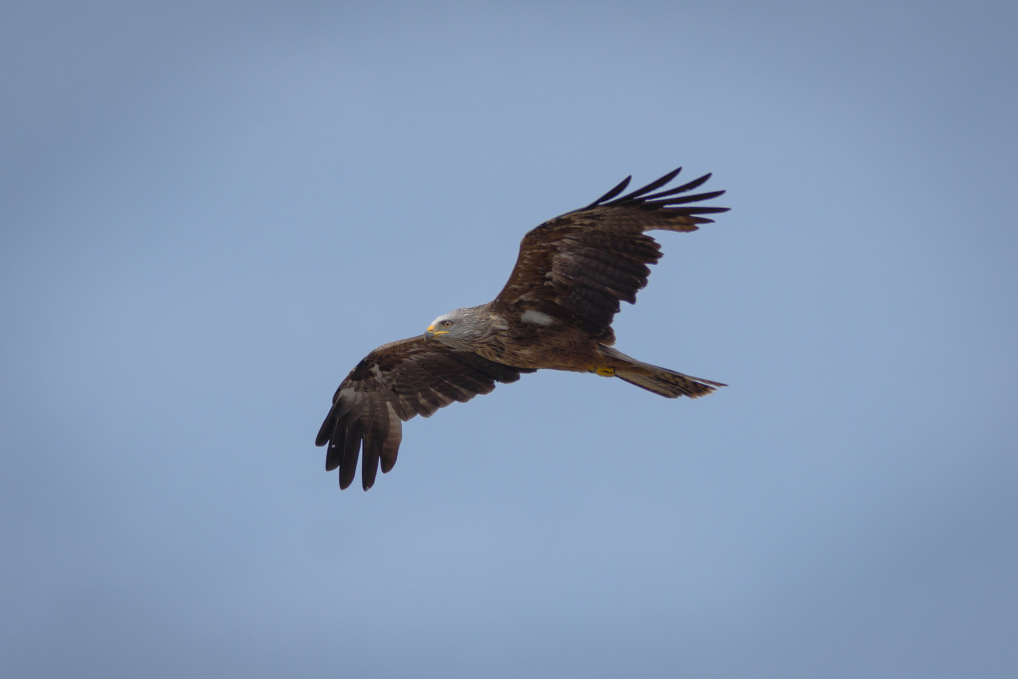Sigma 70-200mm F2.8 EX DG OS HSM sample photo. Wild red kite in flight photography