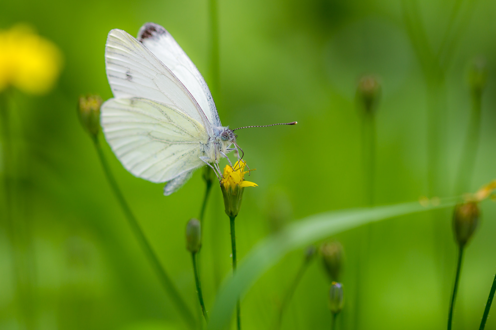 Sigma 105mm F2.8 EX DG OS HSM sample photo. Pieris brassicae, the large white photography