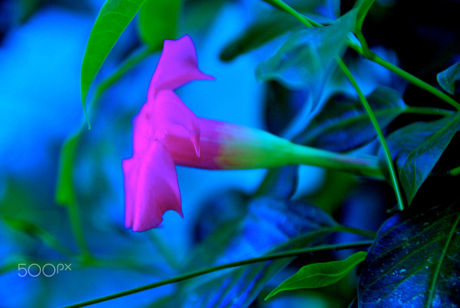 Pentax K10D sample photo. Fluo photography