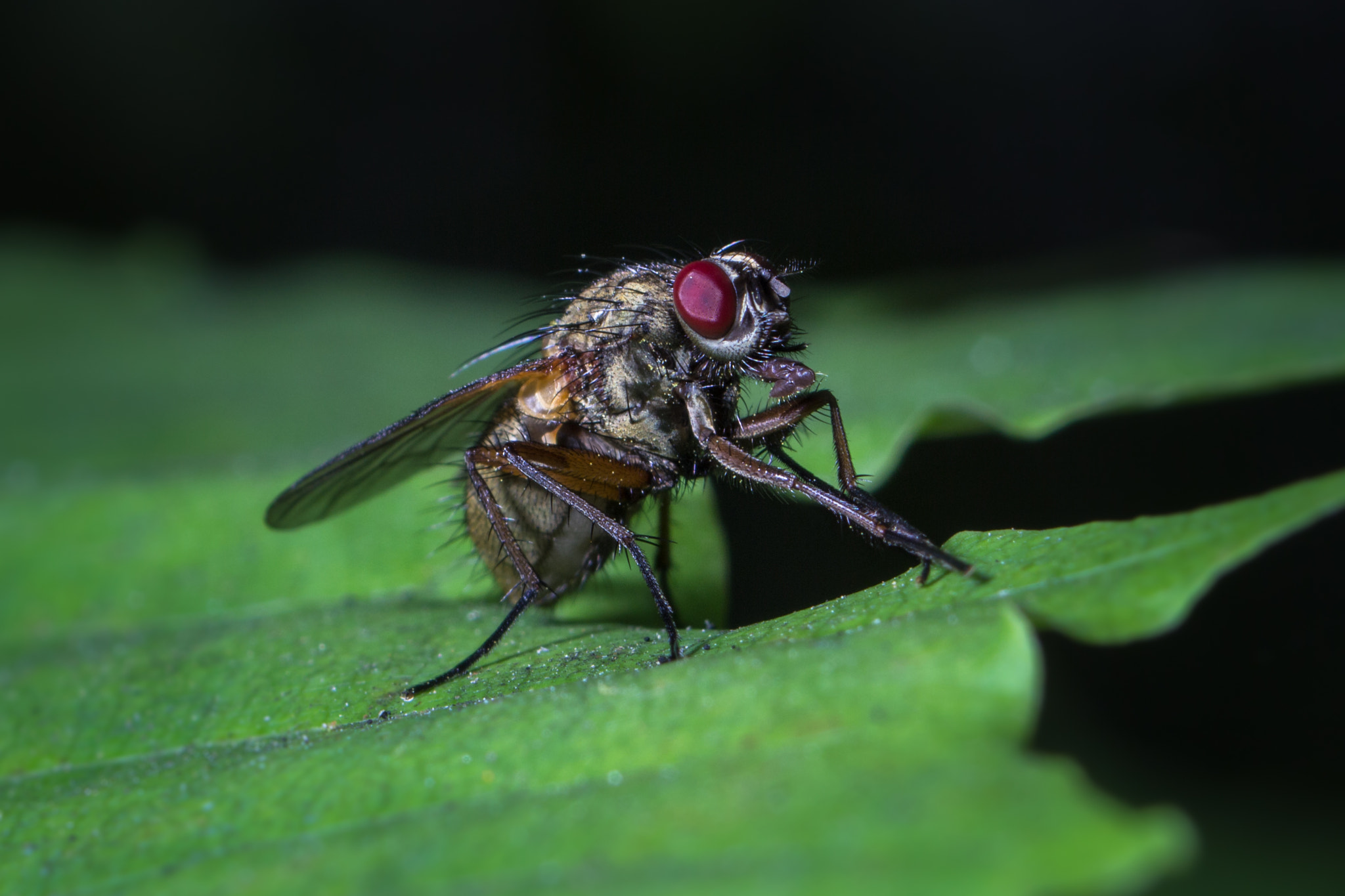 Canon EF 35-70mm f/3.5-4.5A sample photo. Fly photography