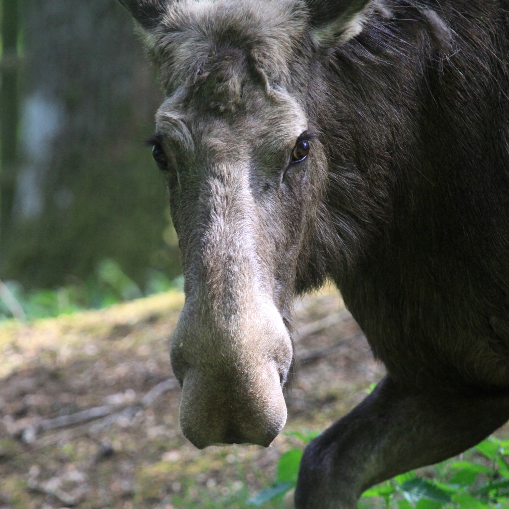 Canon EF 100-400mm F4.5-5.6L IS USM sample photo. An elk (cow) in sweden photography