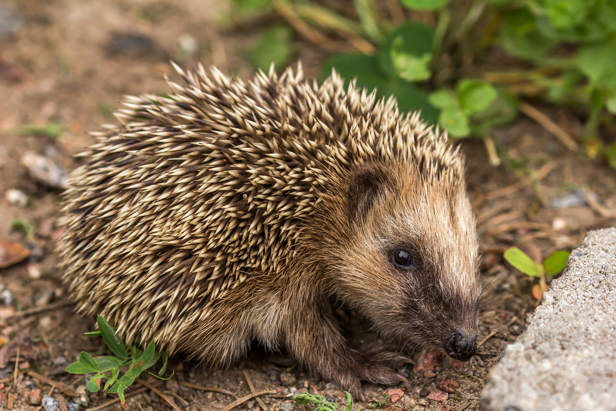 Sigma 105mm F2.8 EX DG OS HSM sample photo. The european hedgehog (erinaceus europaeus) photography