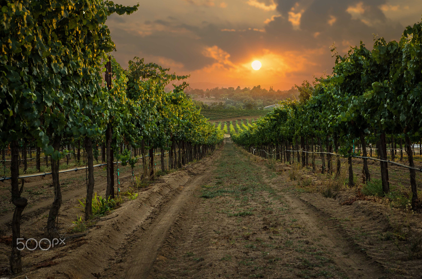 Sony SLT-A65 (SLT-A65V) sample photo. Golden tempranillo photography