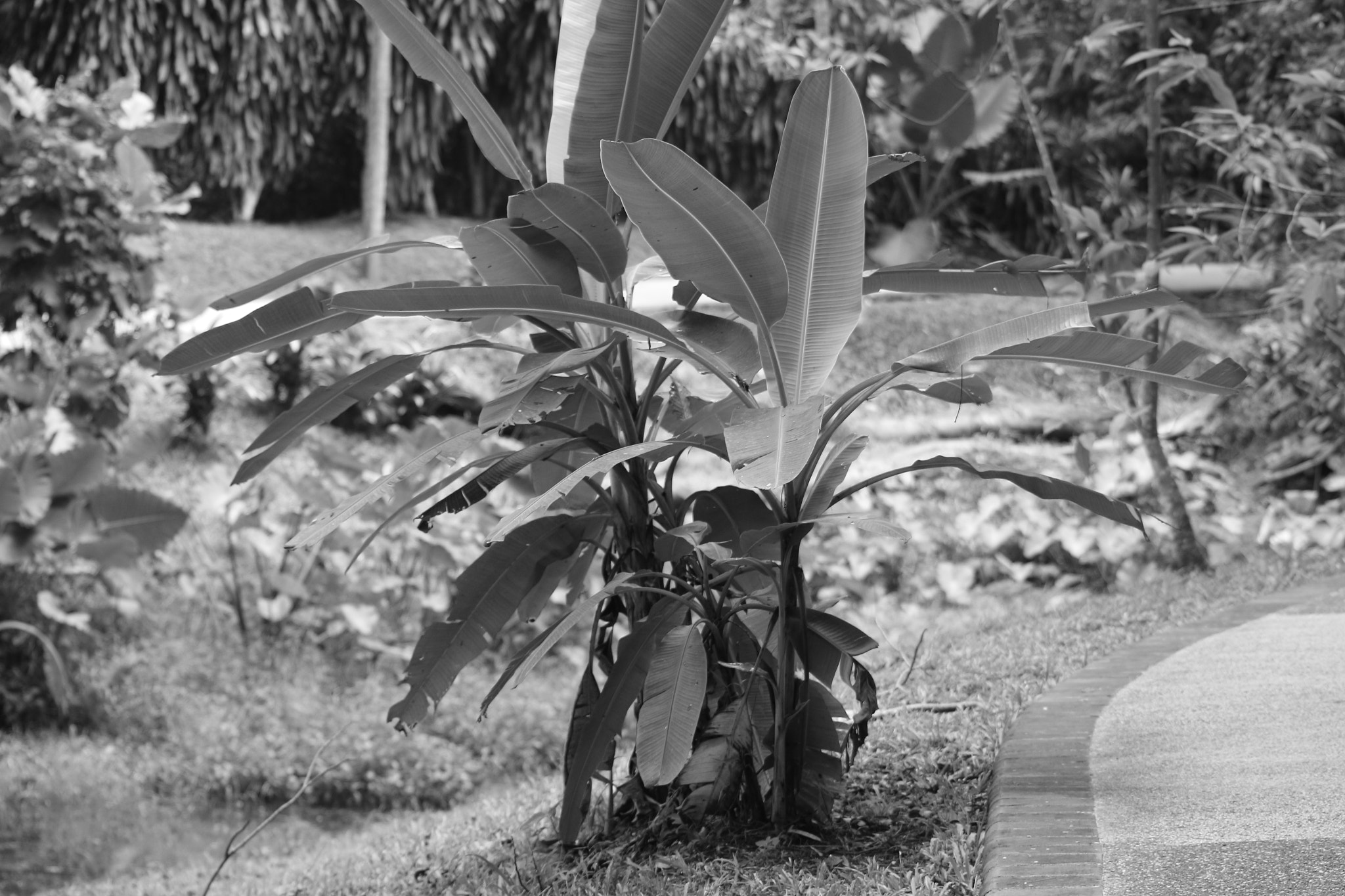 Canon EOS 100D (EOS Rebel SL1 / EOS Kiss X7) sample photo. Img_0885.jpg photography