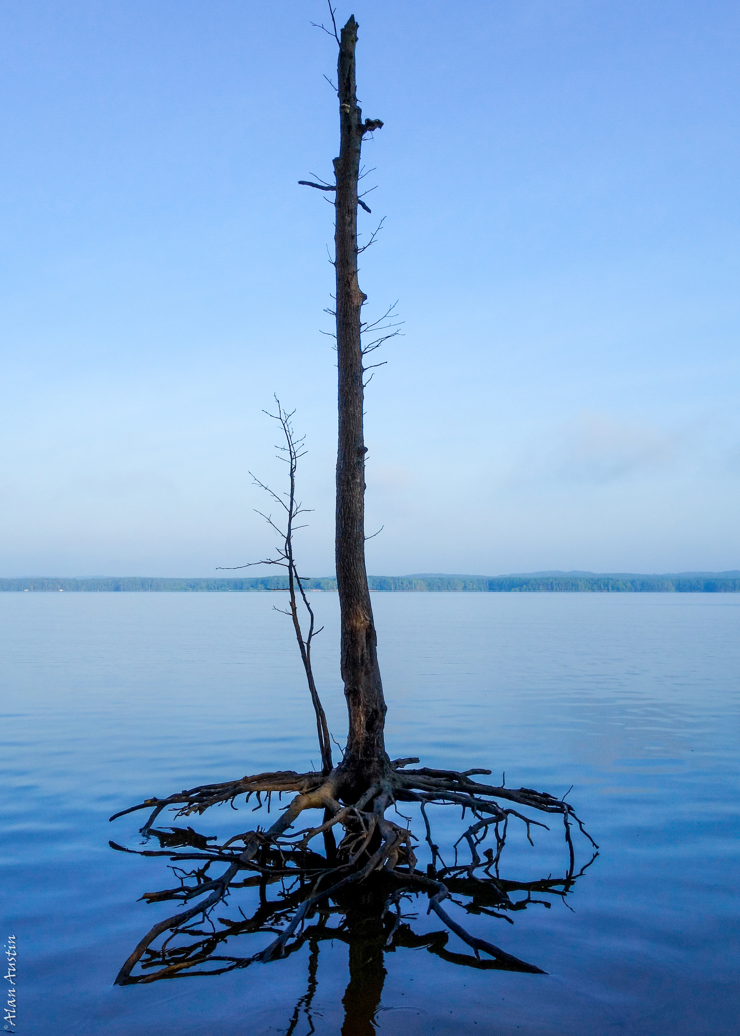 Hasselblad Stellar sample photo. Blue tree photography