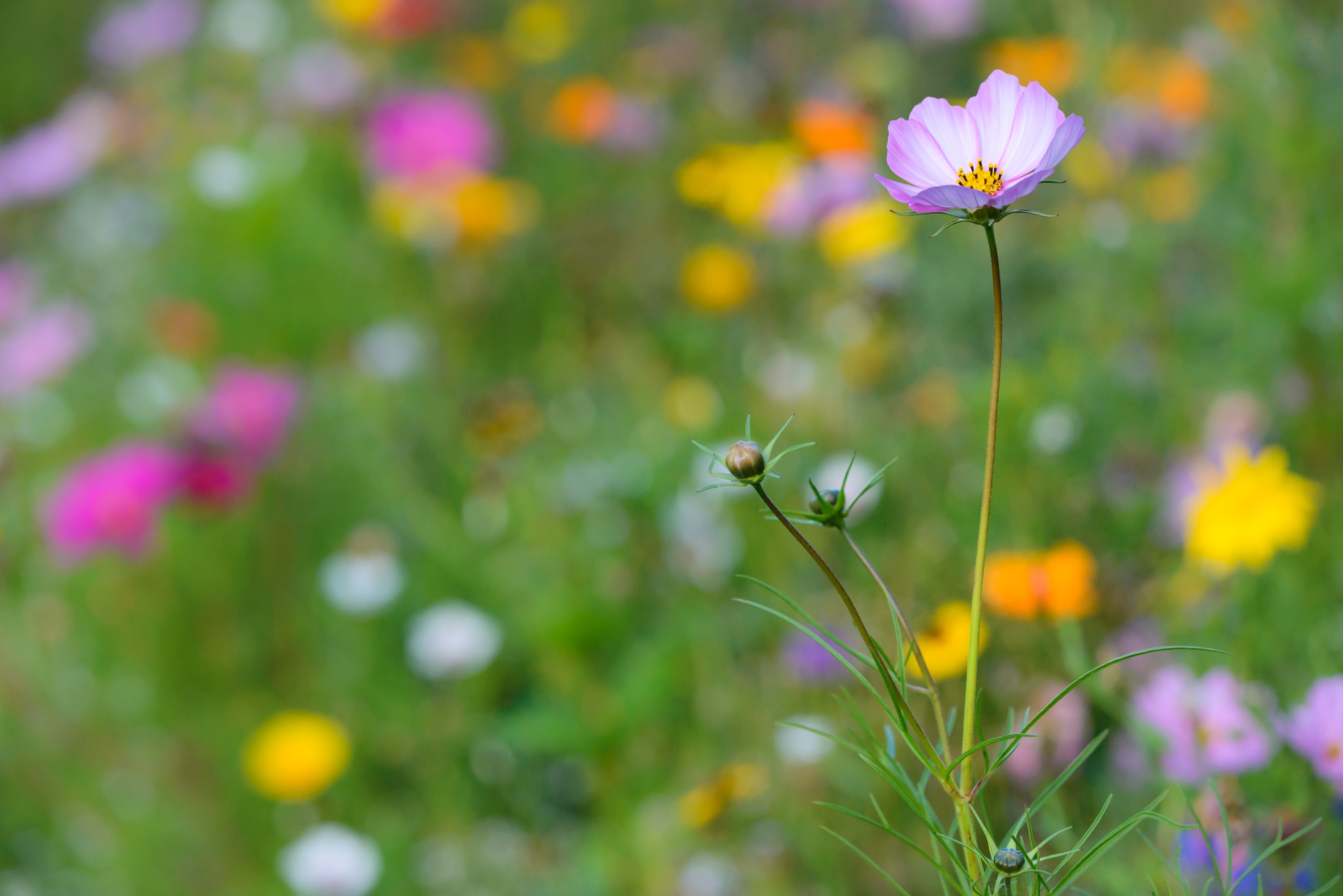 Sigma 150mm F2.8 EX DG Macro HSM sample photo. The one photography