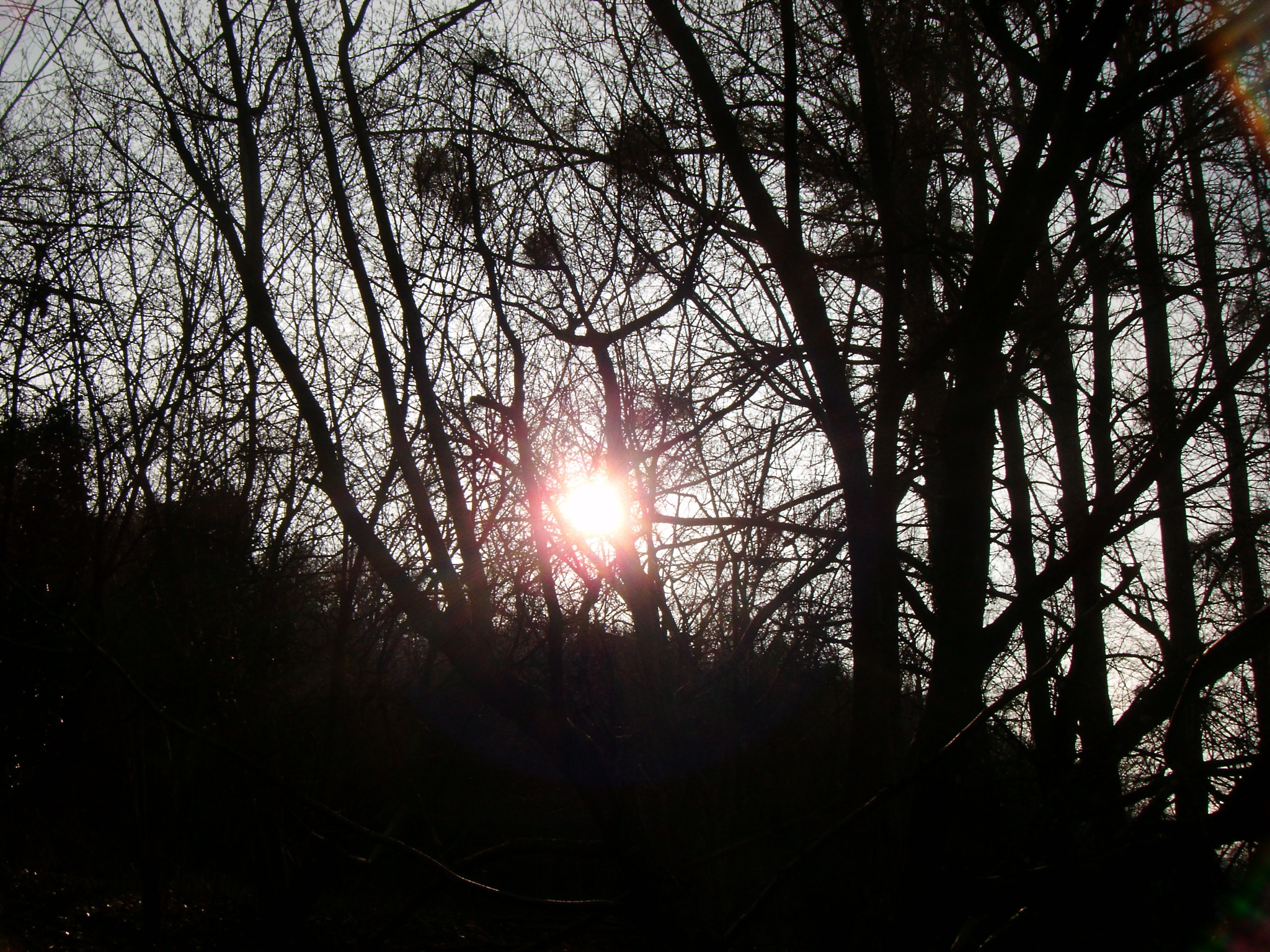 Fujifilm FinePix Z35 sample photo. Petit soleil derrière les branches d'arbres photography