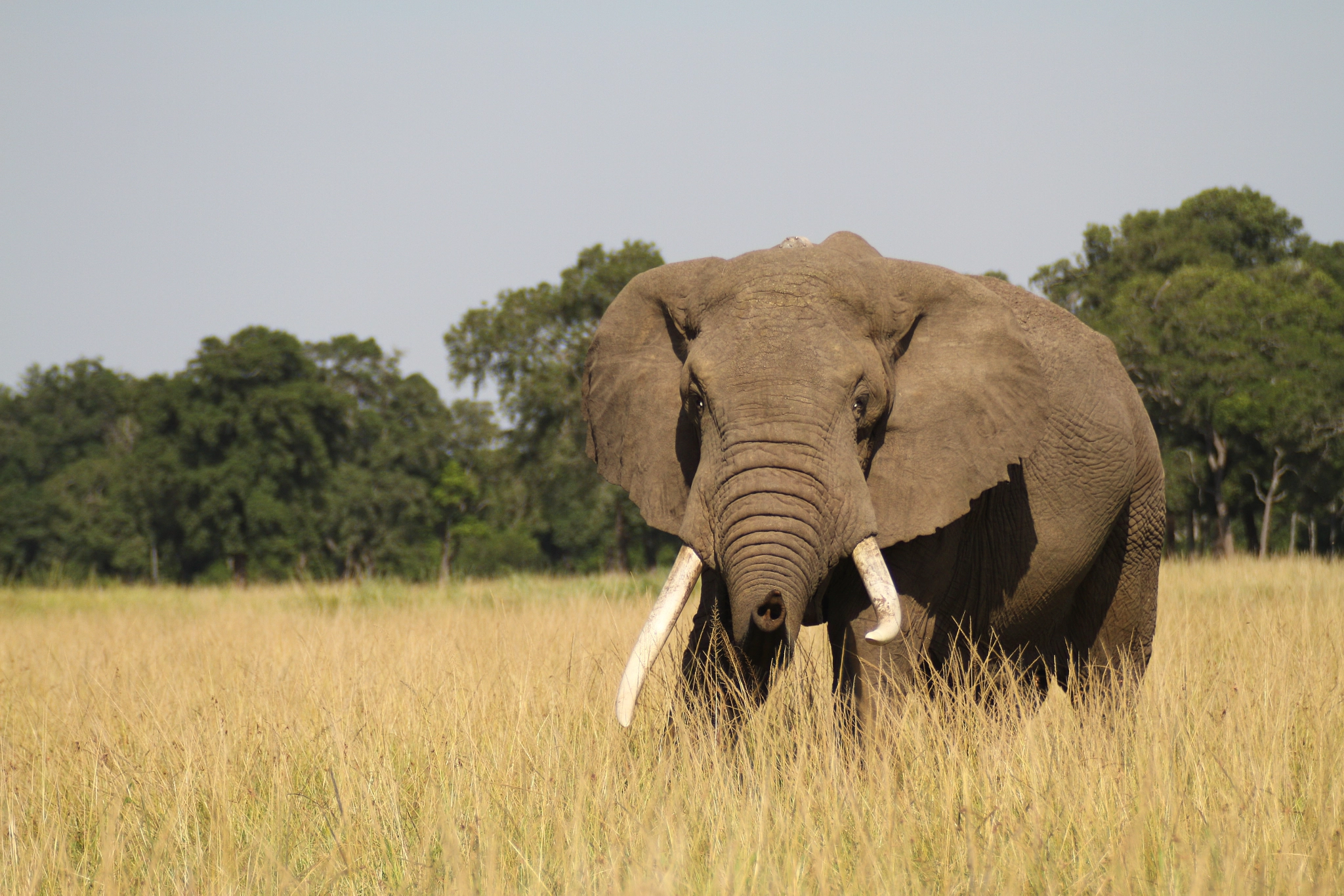 Sigma 70-200mm F2.8 EX DG OS HSM sample photo. Big tusker photography
