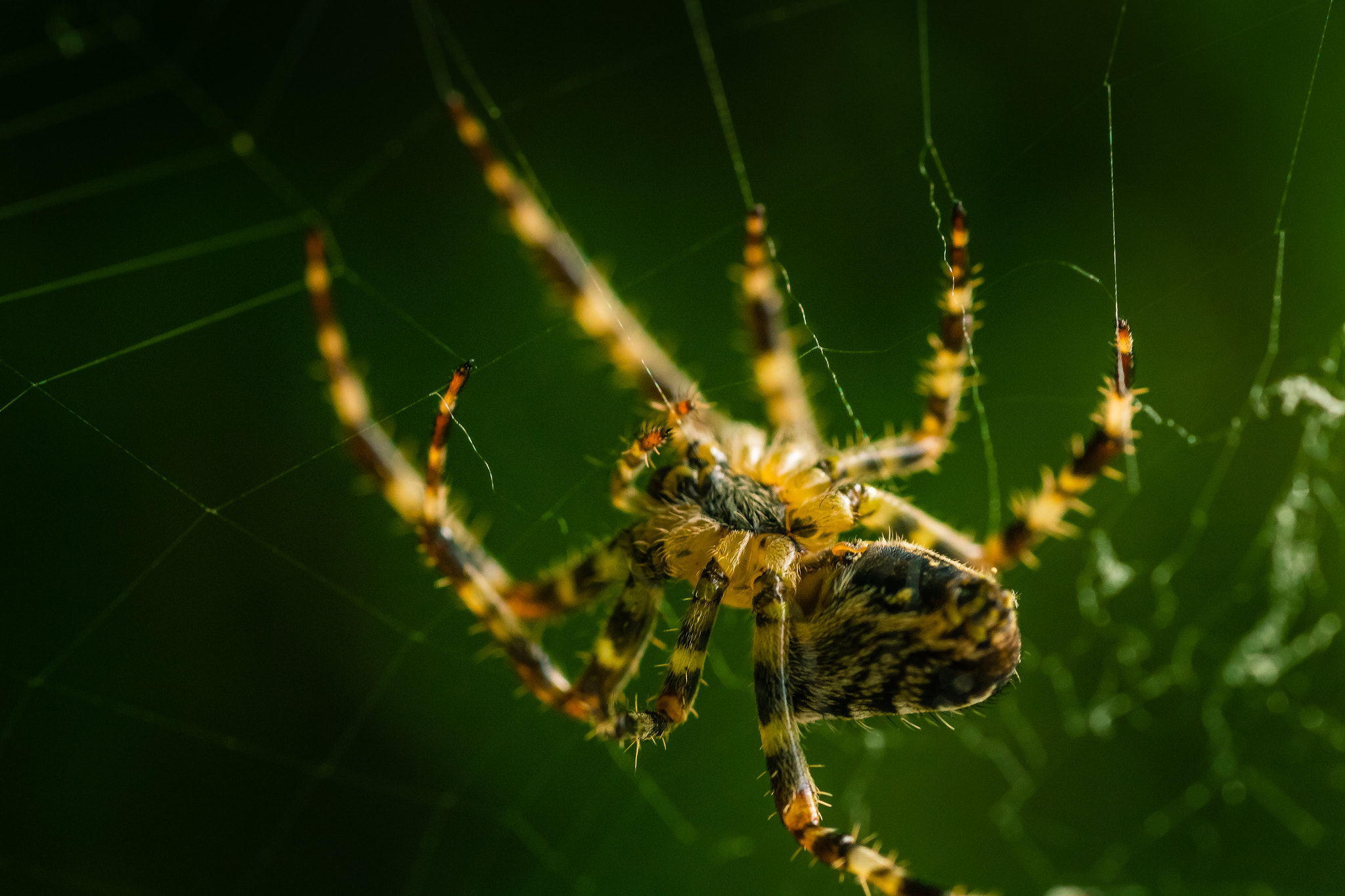 Tamron SP AF 90mm F2.8 Di Macro sample photo. Garden spider macro photography