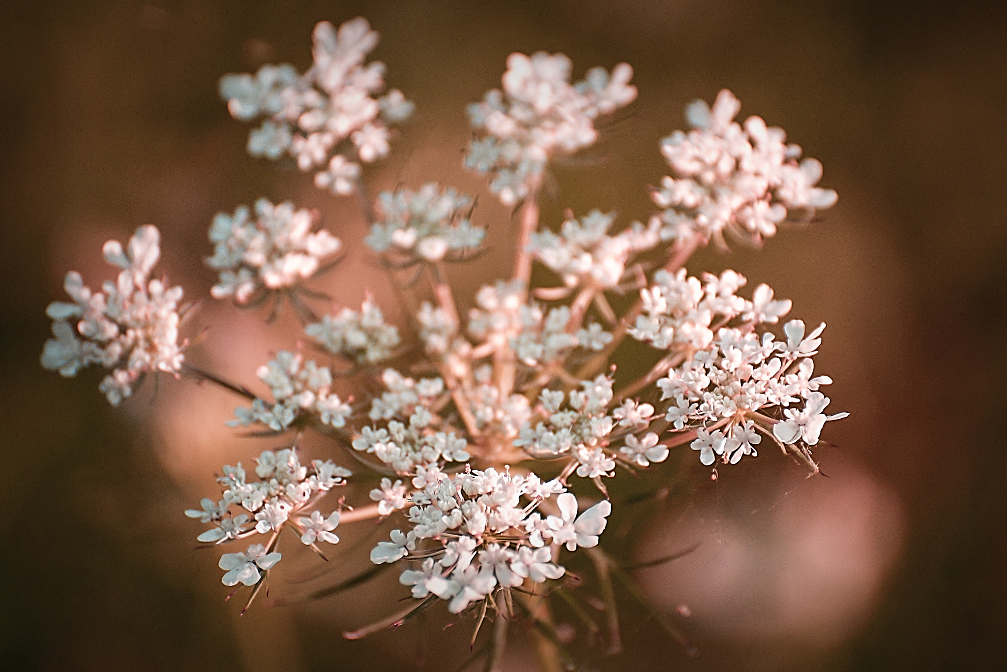 Sigma 50-200mm F4-5.6 DC OS HSM sample photo. White flowers photography