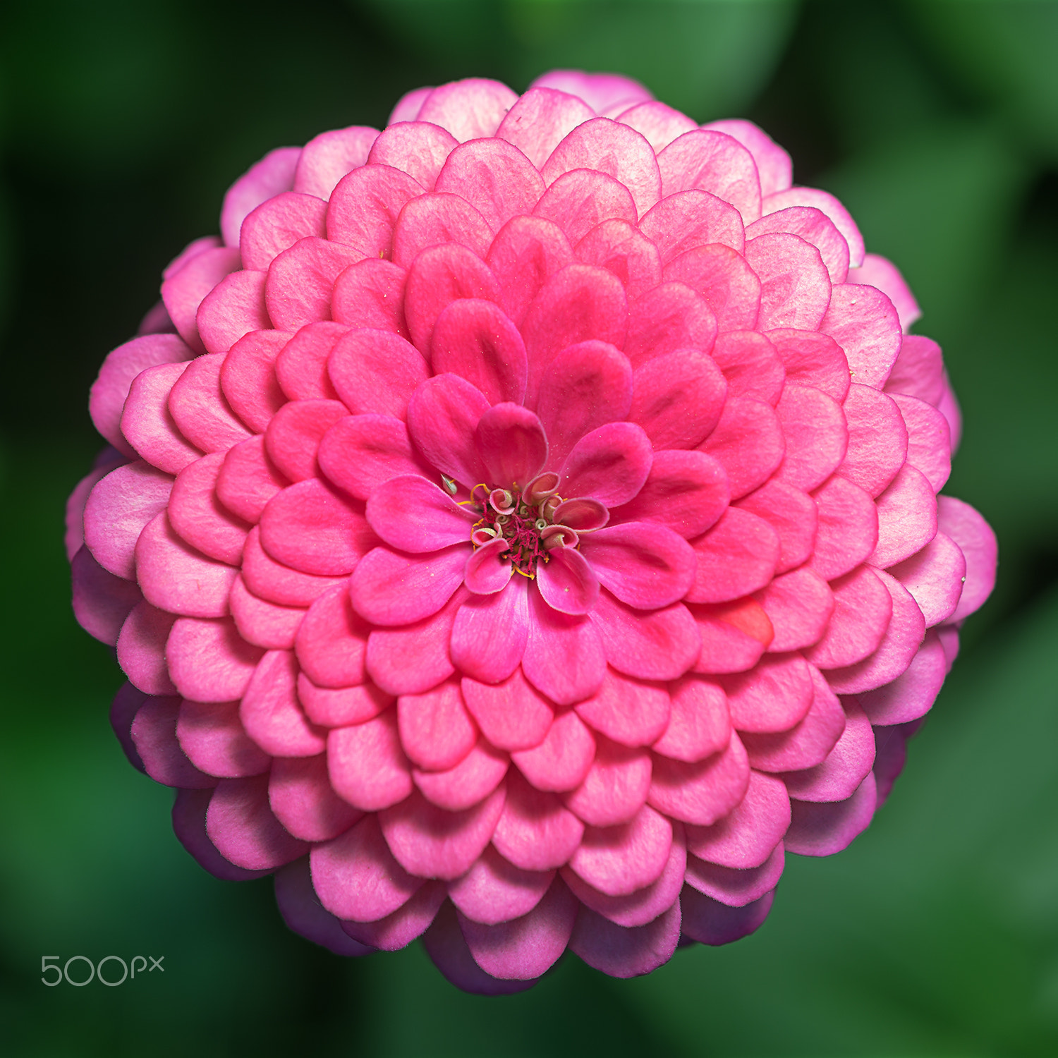 Sony a99 II + Sony 100mm F2.8 Macro sample photo. Barberton daisy photography