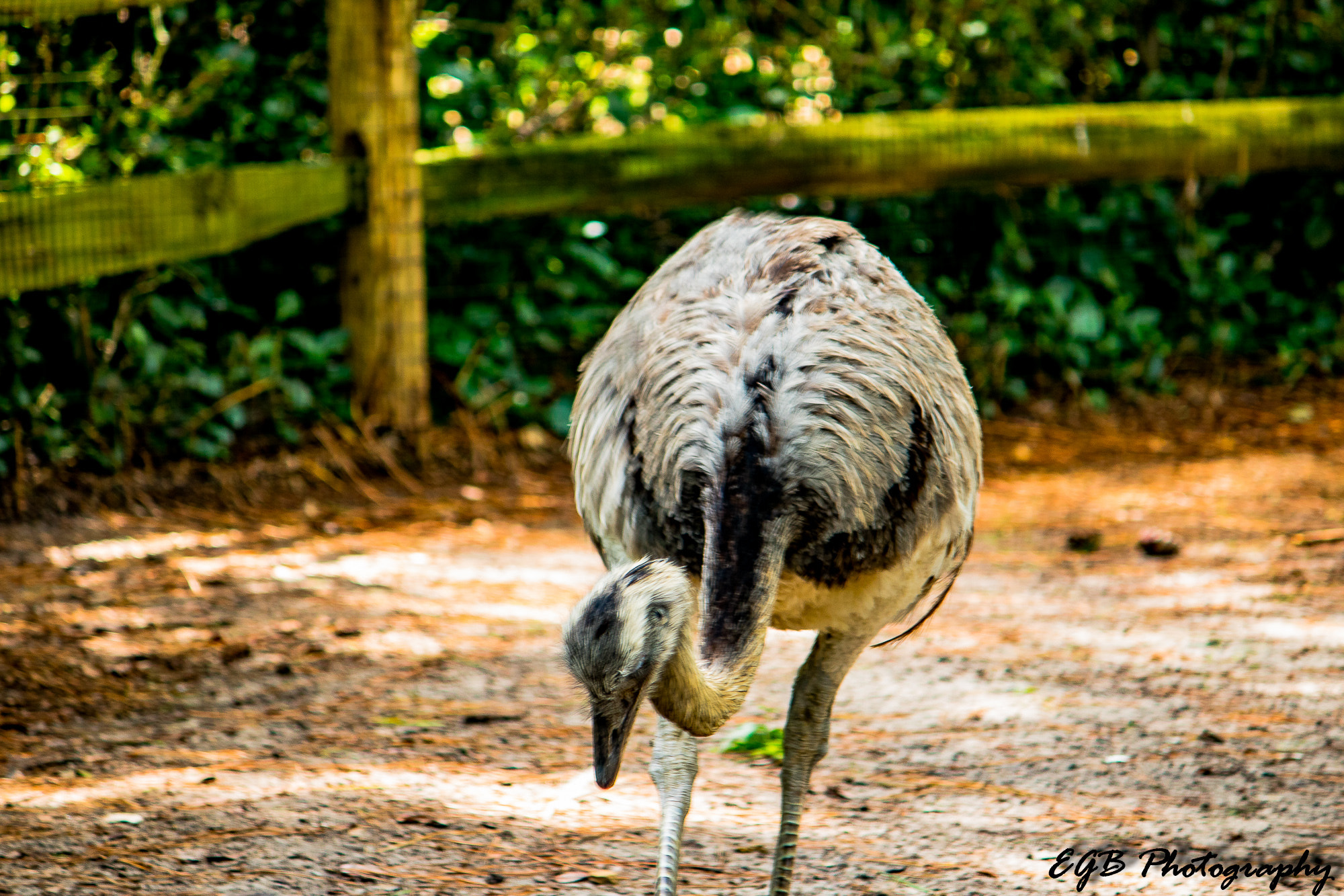 Canon EF-S 55-250mm F4-5.6 IS sample photo. Emu at the zoo photography