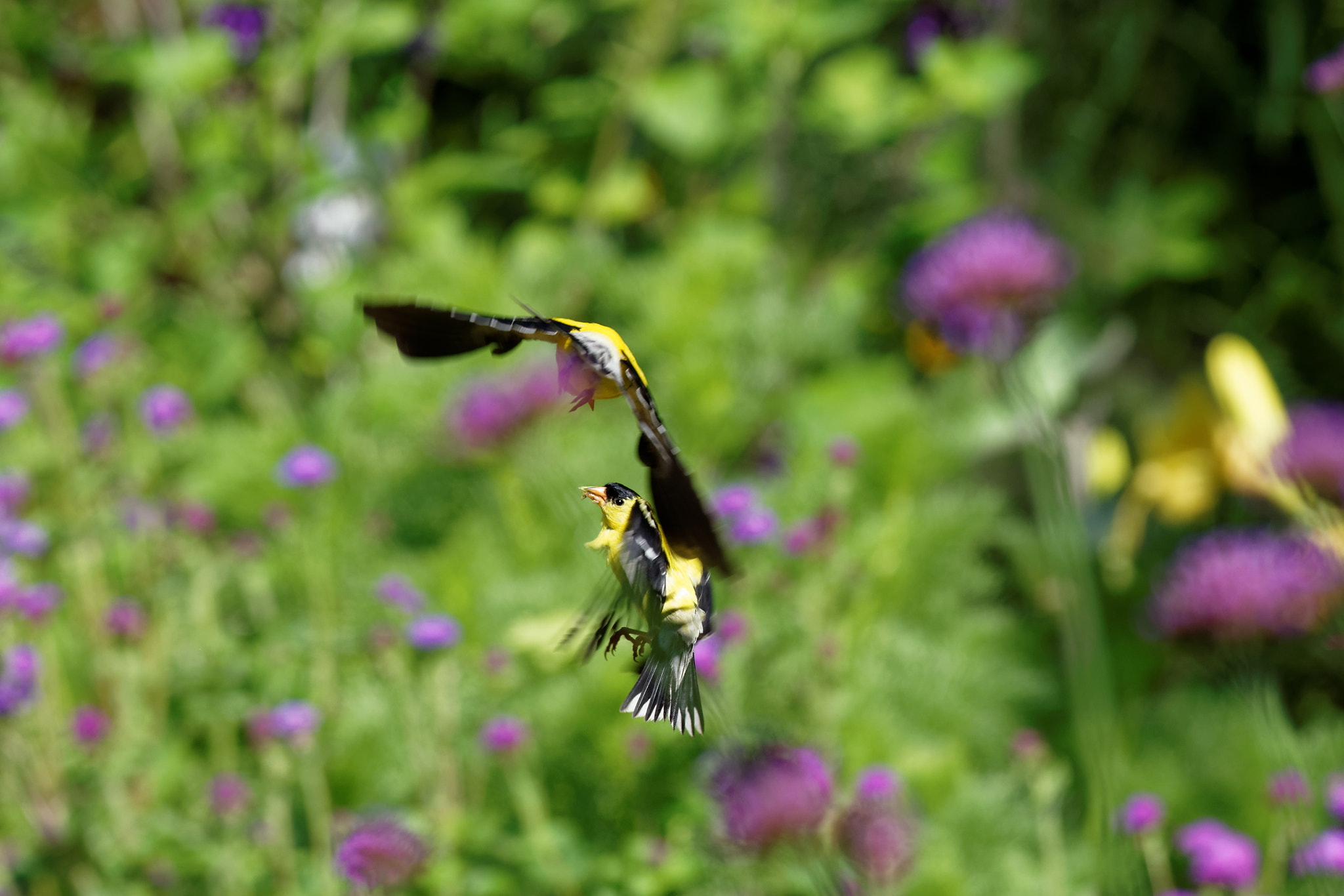 Nikon AF-S Nikkor 70-200mm F4G ED VR sample photo. Battle of the goldfinches photography