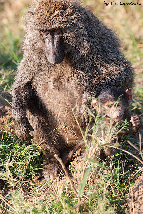 Canon EOS-1D Mark III + Canon EF 300mm F2.8L IS USM sample photo. Baboons of serengeti №3 photography