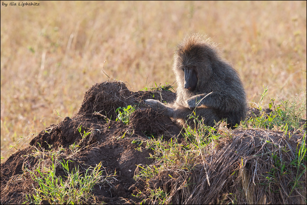 Canon EOS-1D Mark III + Canon EF 300mm F2.8L IS USM sample photo. Baboons of serengeti №4 photography