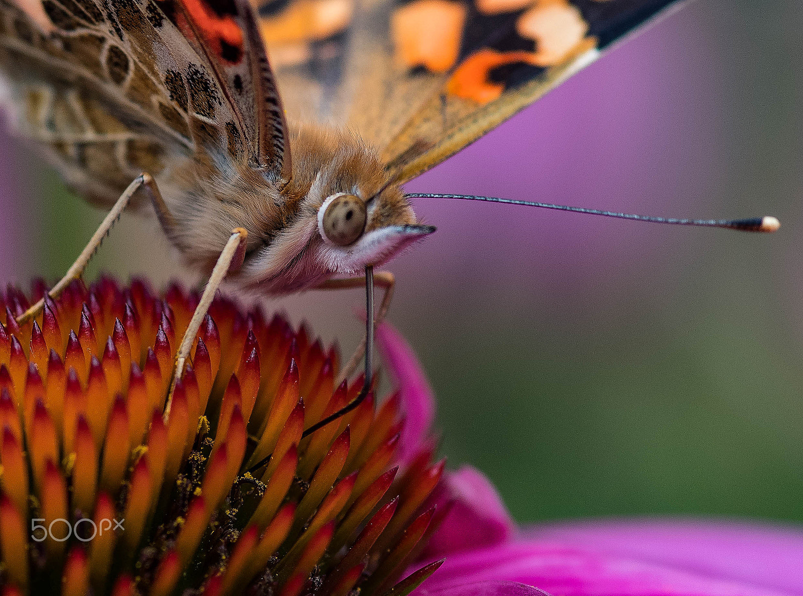 Pentax K-1 sample photo. Butterfly photography