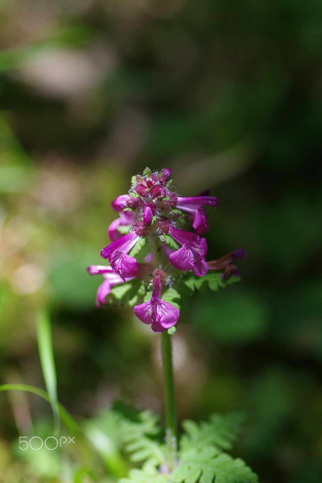 Pentax smc D-FA 100mm F2.8 Macro WR sample photo. 玉山蒿草 pedicularis verticillata photography