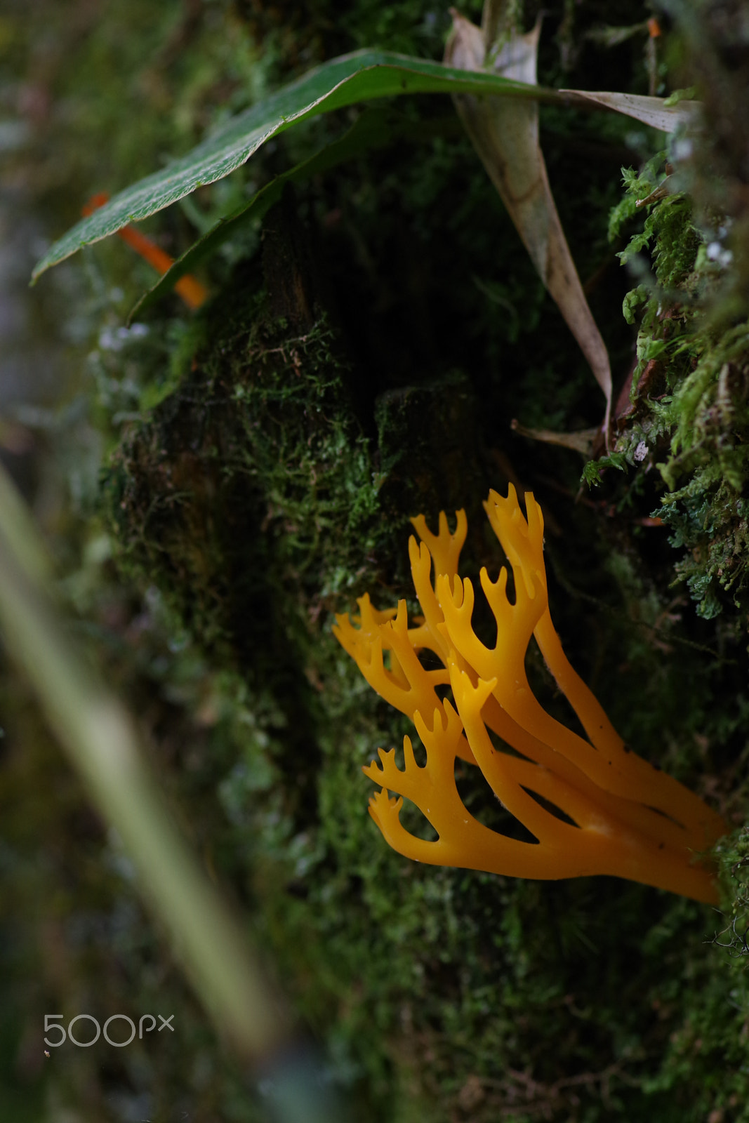 Pentax smc D-FA 100mm F2.8 Macro WR sample photo. 金黃枝珊瑚菌 ramaria aurea photography