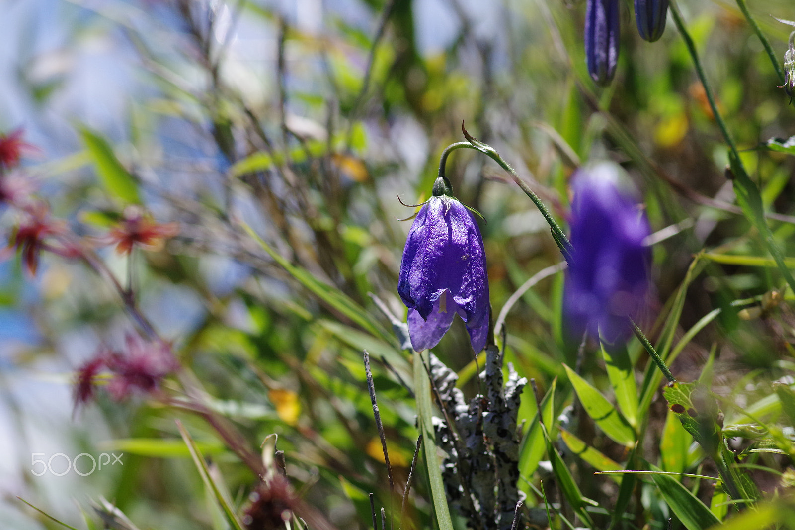 Pentax smc D-FA 100mm F2.8 Macro WR sample photo. 高山沙參 adenophora morrisonensis photography