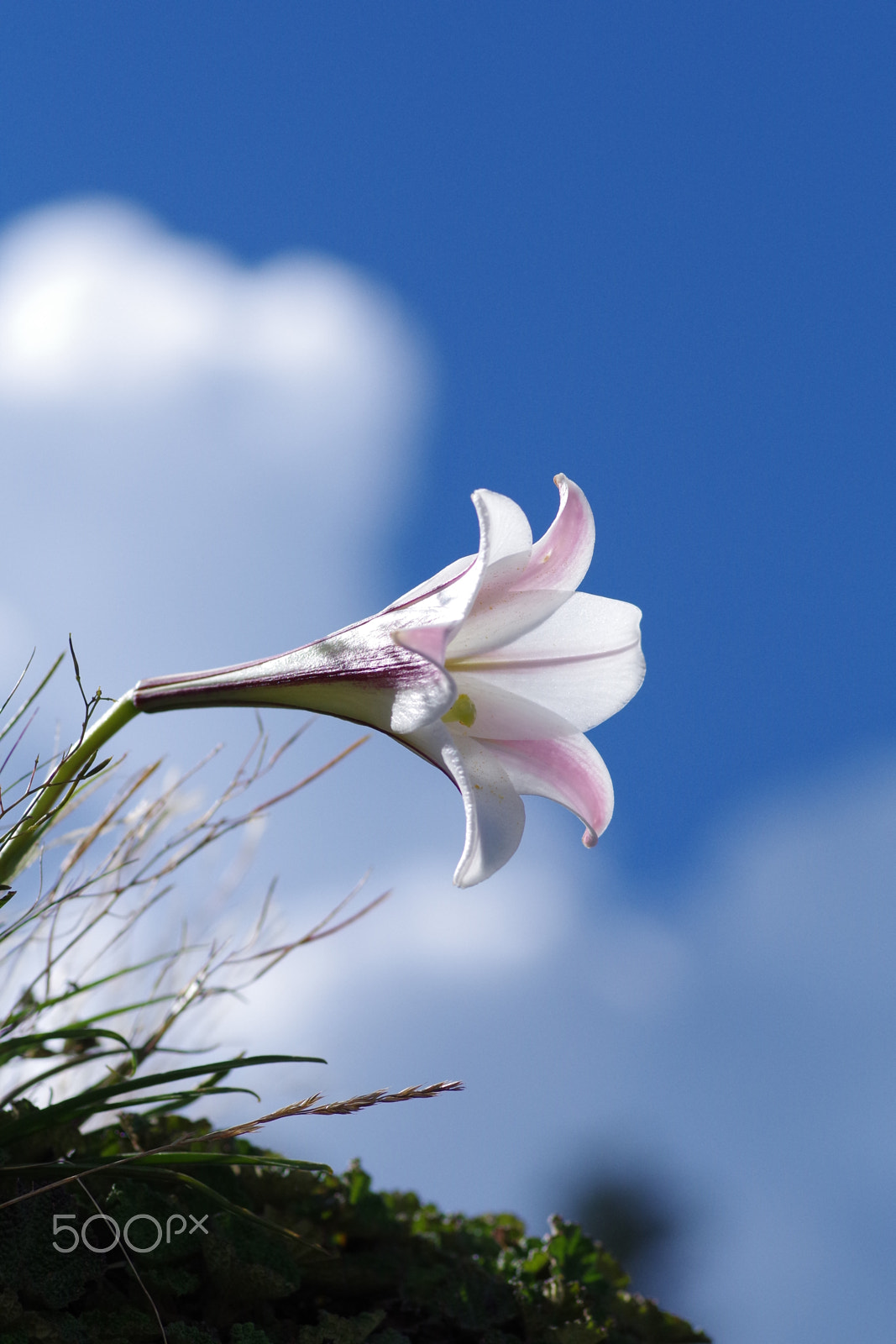 Pentax smc D-FA 100mm F2.8 Macro WR sample photo. 臺灣百合 lilium formosanum photography