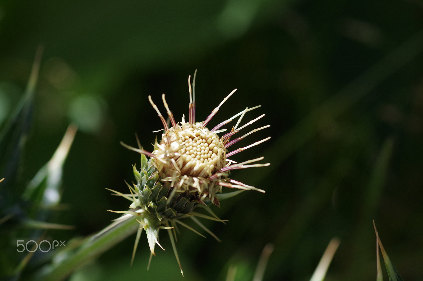 Pentax smc D-FA 100mm F2.8 Macro WR sample photo. 阿里山薊 cirsium arisanense photography